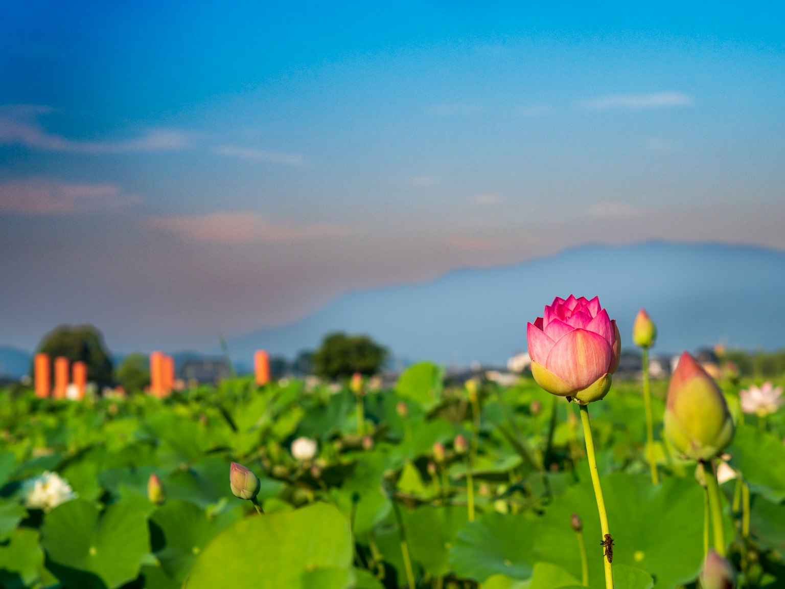 Une belle fleur de lotus en fleurs dans un champ luxuriant sous un ciel bleu