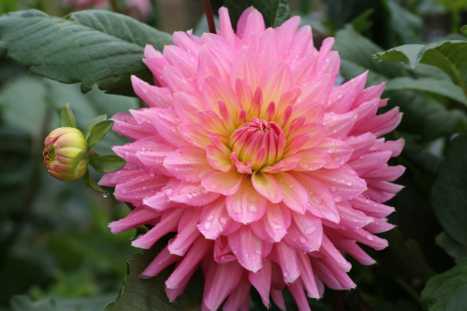 Sebuah bunga dahlia merah muda yang indah mekar di antara daun hijau