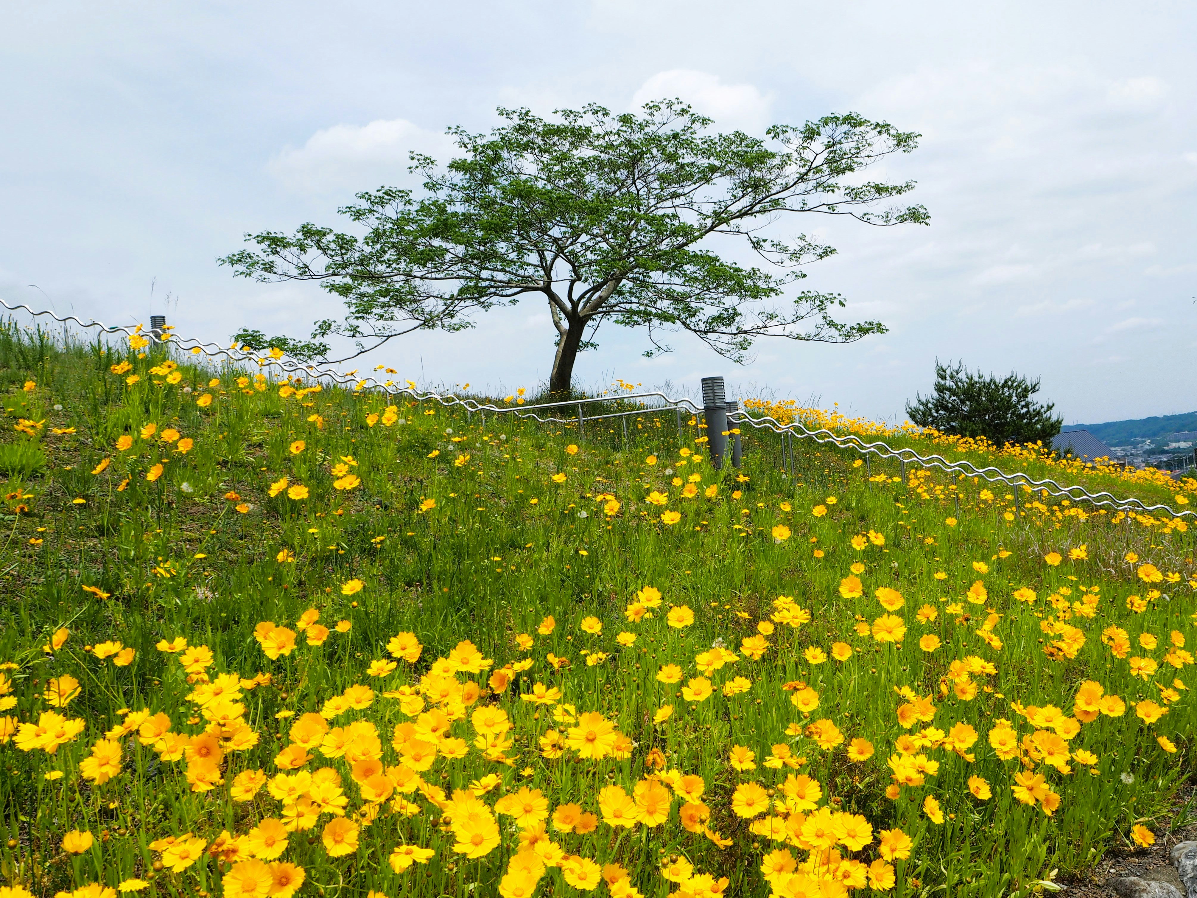 paisaje con flores de coreopsis amarillas y un árbol solitario