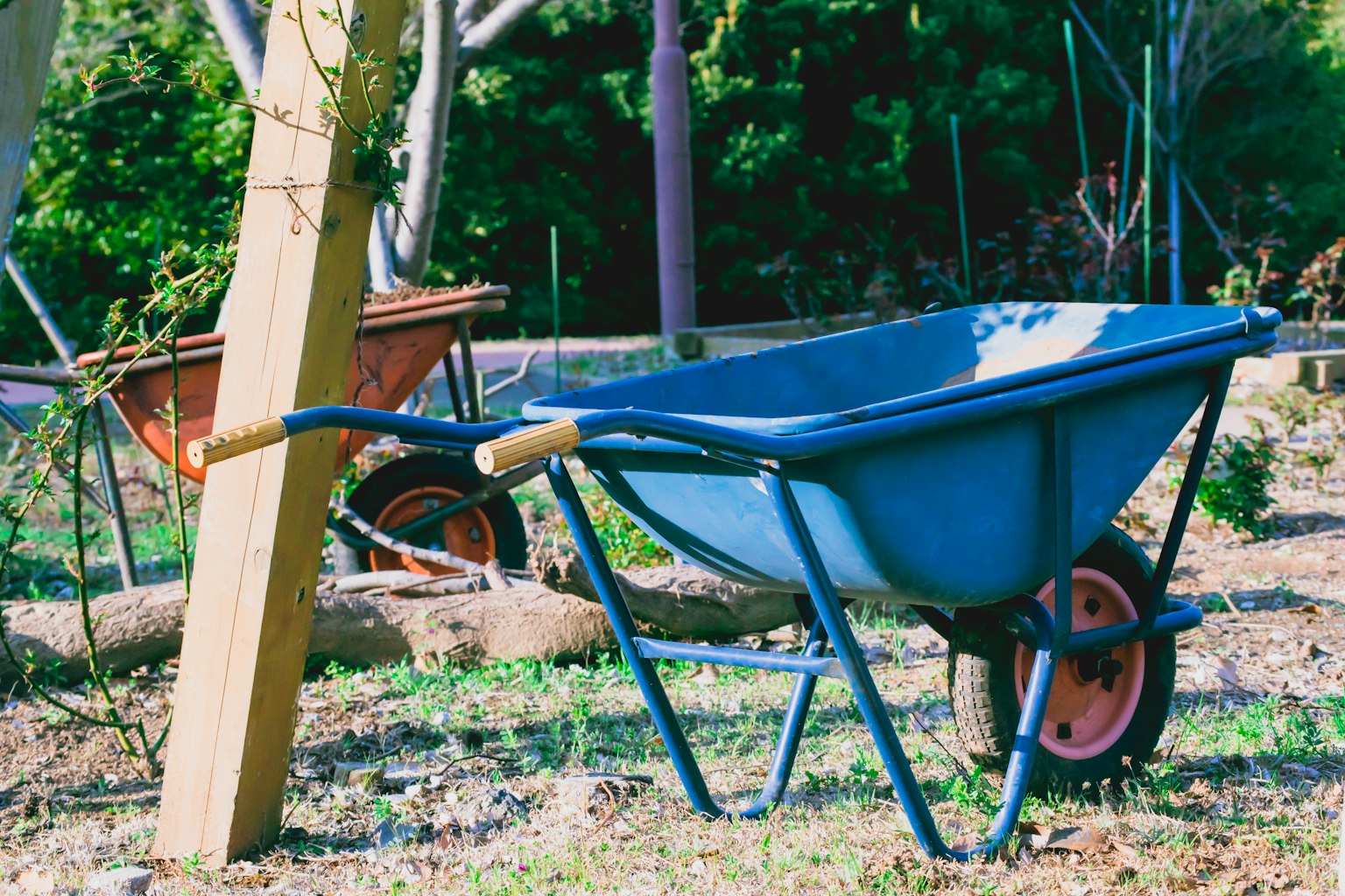 A blue wheelbarrow placed in a garden setting