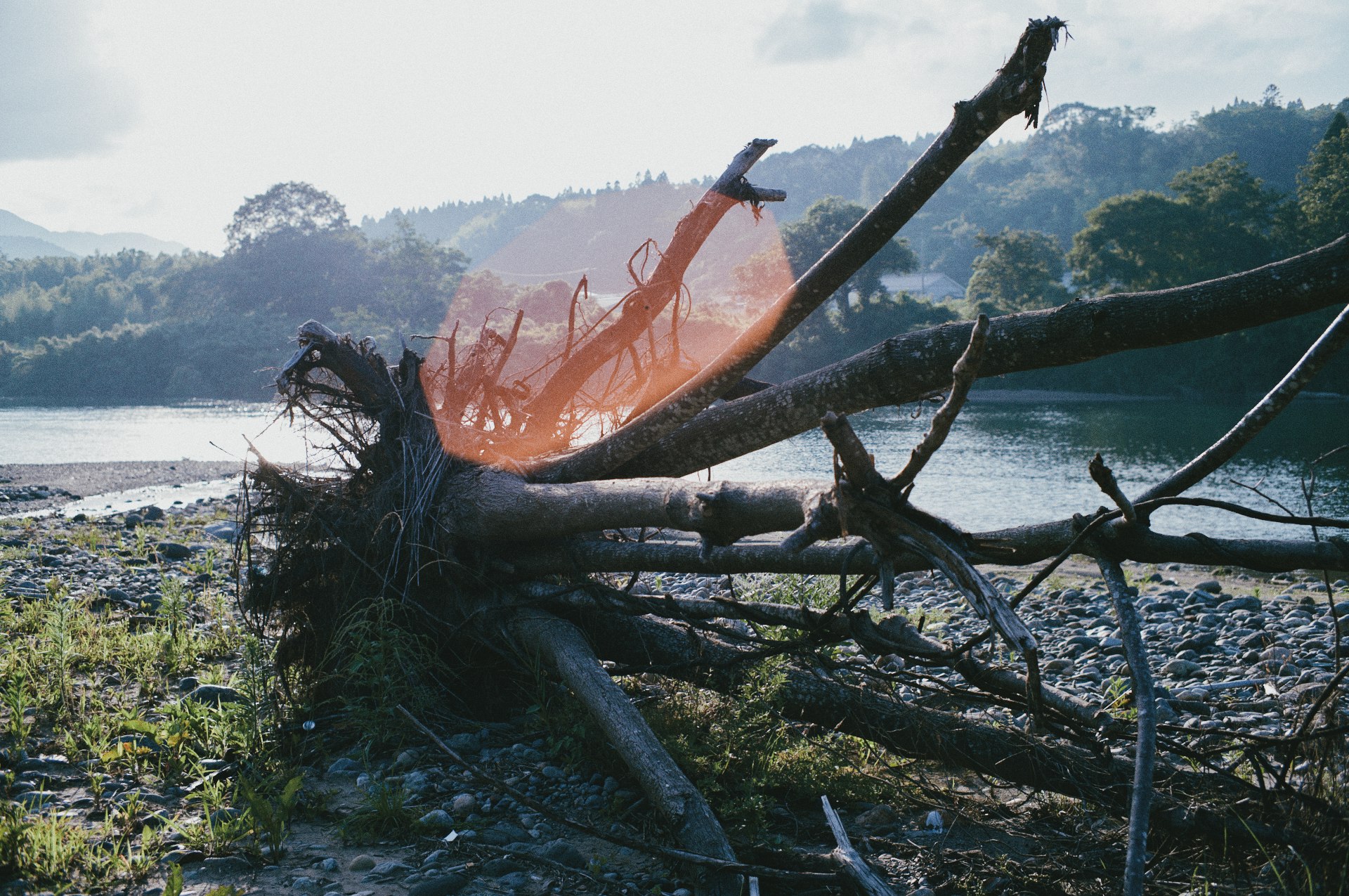 driftwood washed ashore by a riverbank landscape