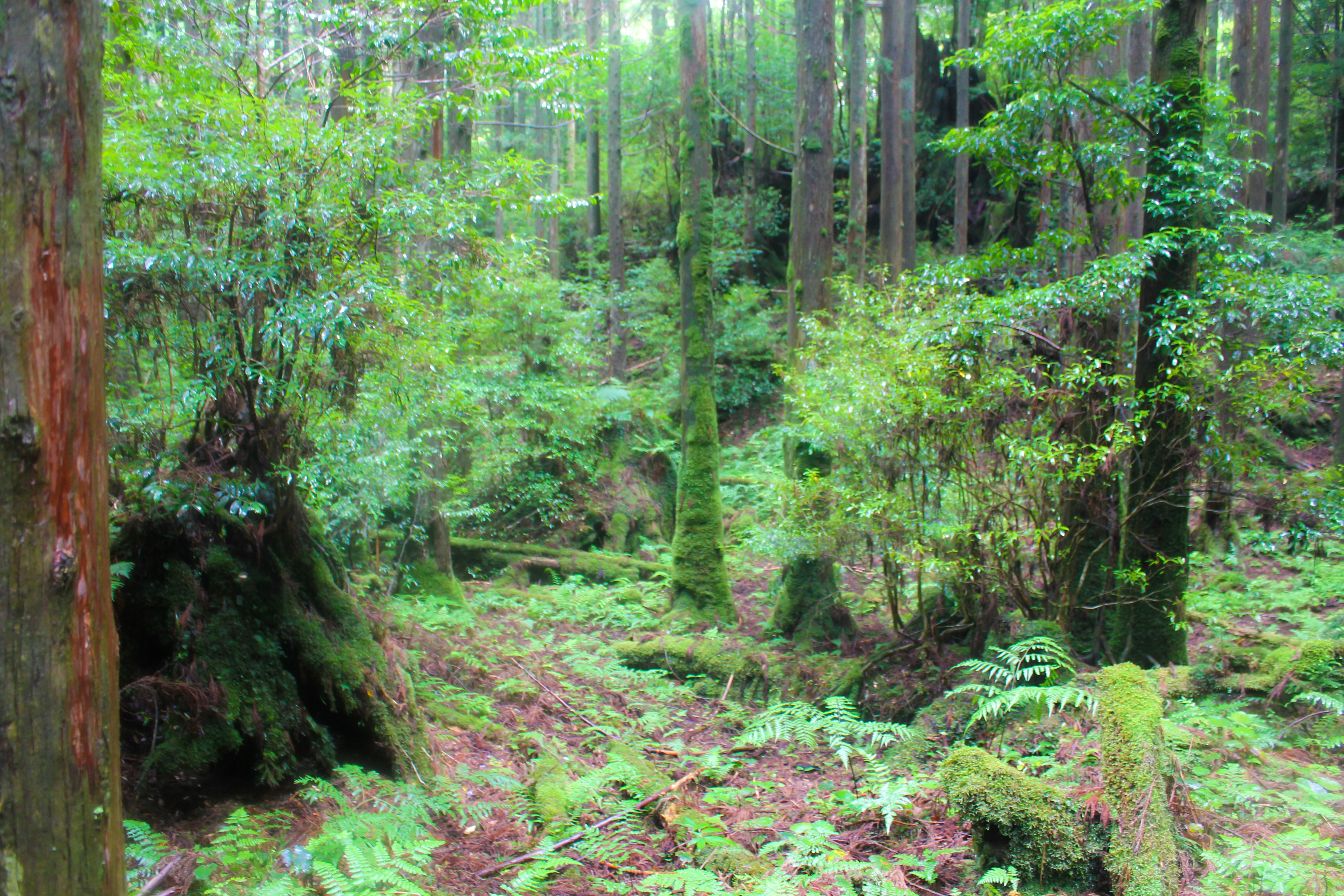 緑に覆われた森の小道と苔むす木々の風景