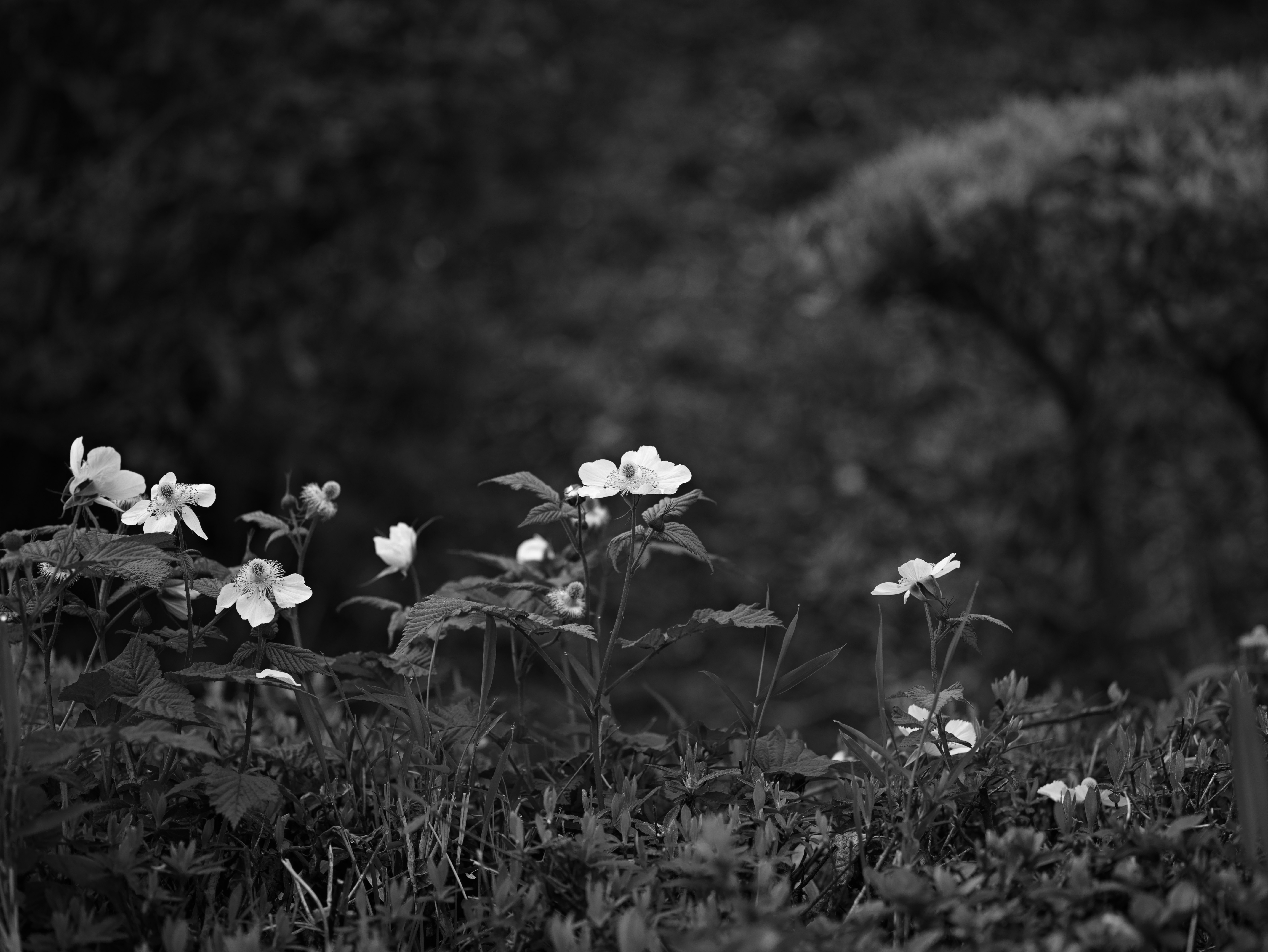 草むらに咲く小さな花の群れ