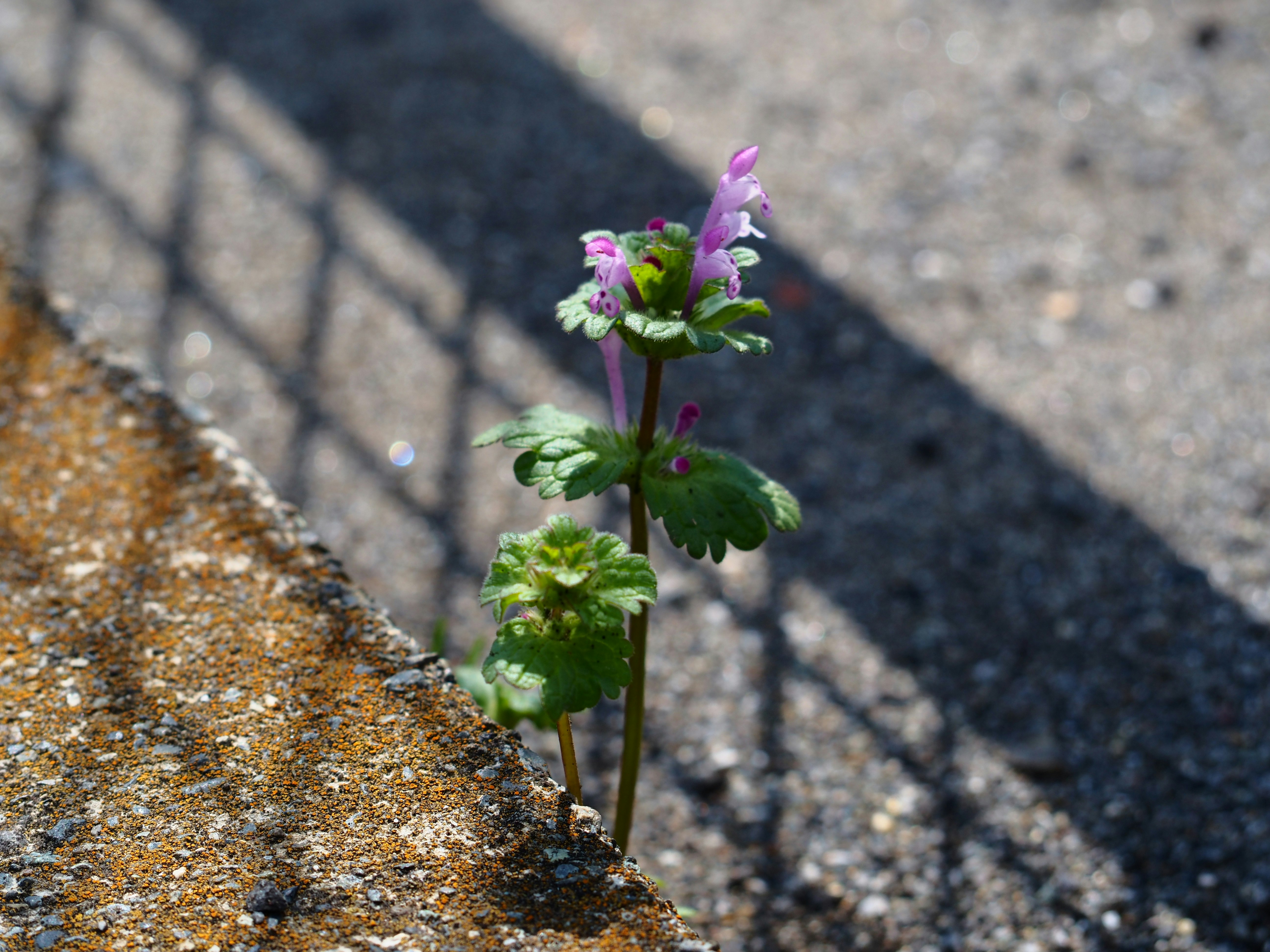 石の隙間から伸びる小さな花のある路面