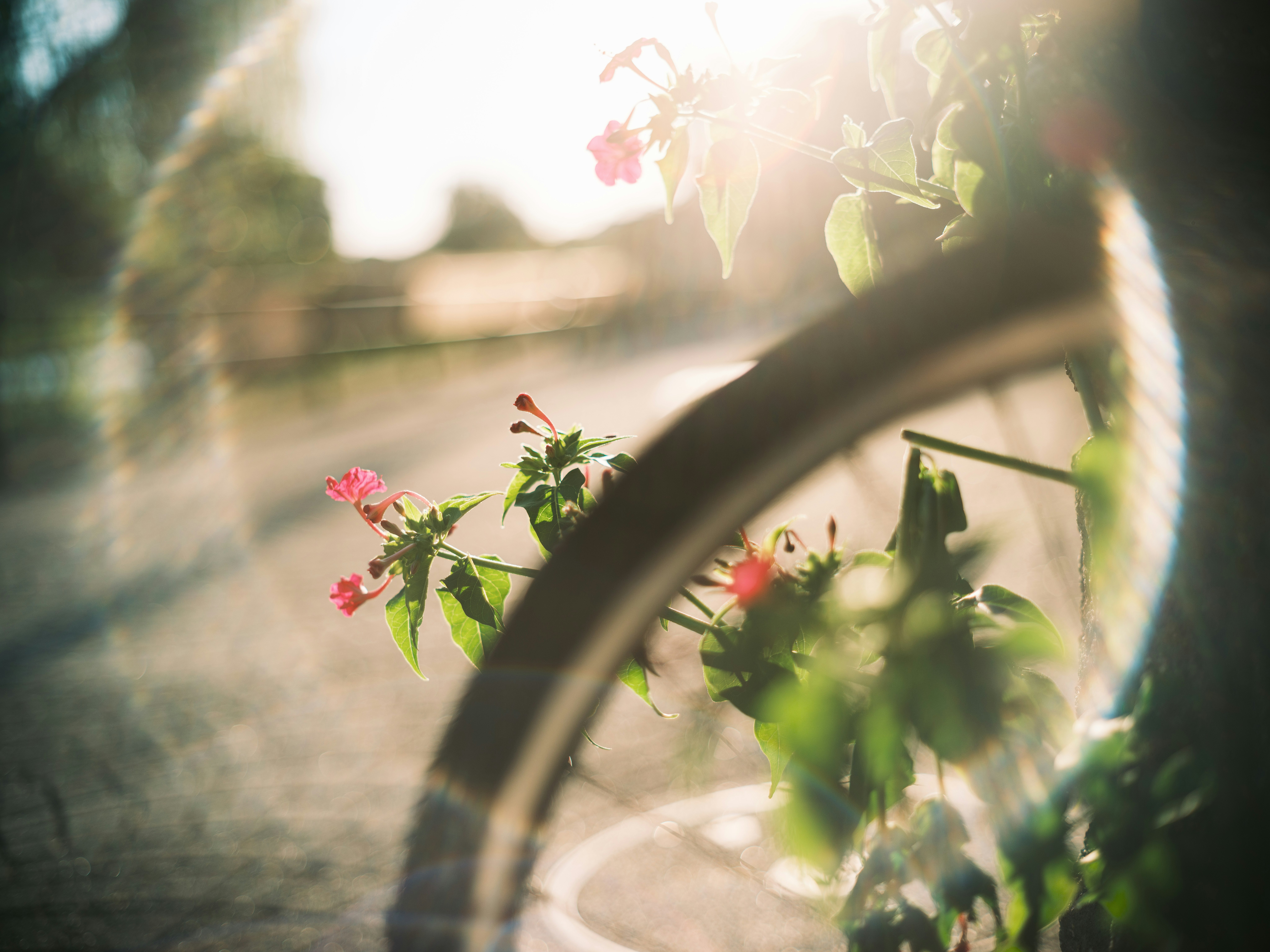 Garden flowers in soft backlight seen through an arch