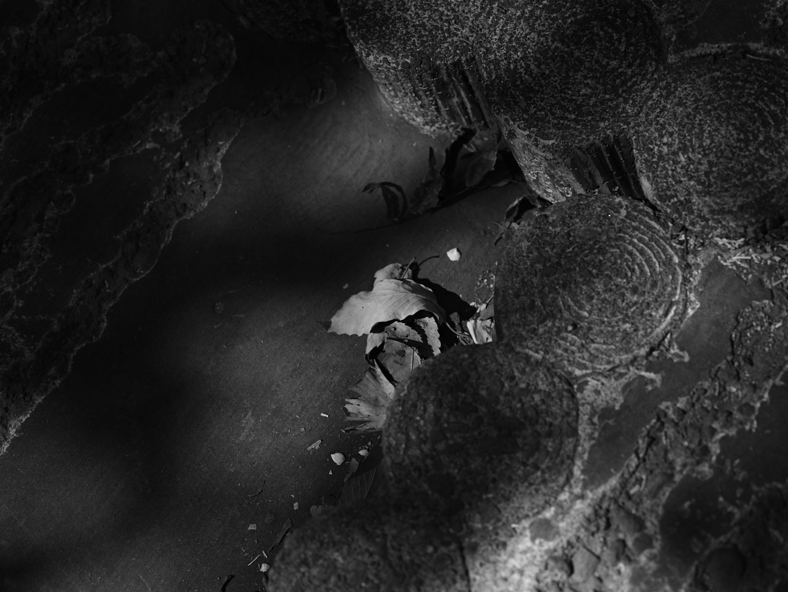 Immagine in bianco e nero che mostra foglie sparse e pietre circolari sul terreno