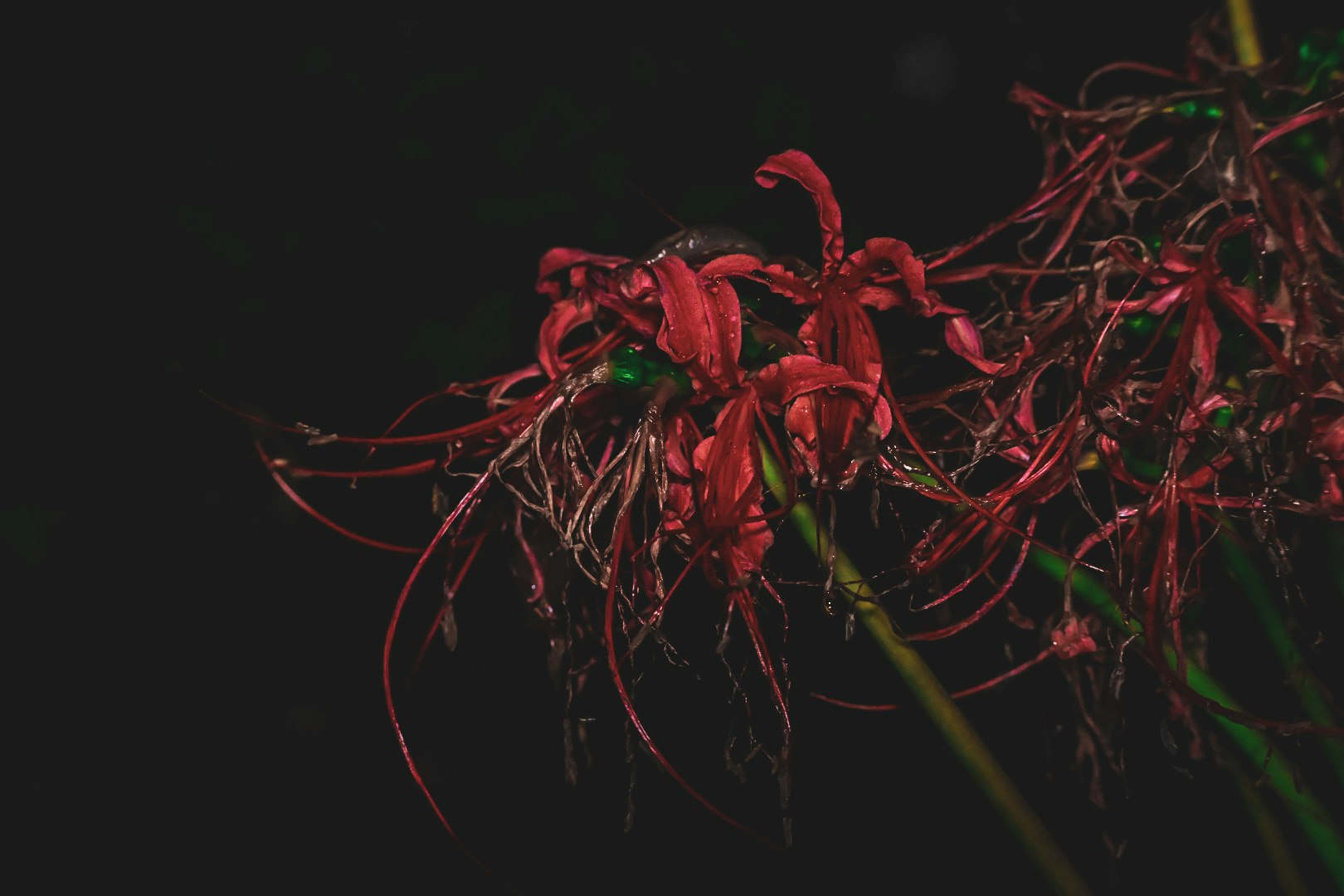 暗闇で赤く発光する細い糸状の植物