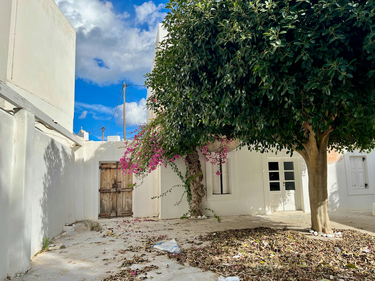 Un cortile con un grande albero e fiori che sbocciano circondato da muri bianchi