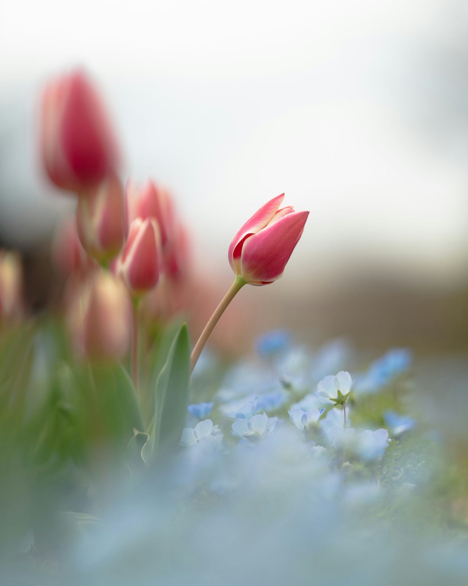 Rosa Tulpen blühen vor blauen Vergissmeinnicht in einer sanften Landschaft