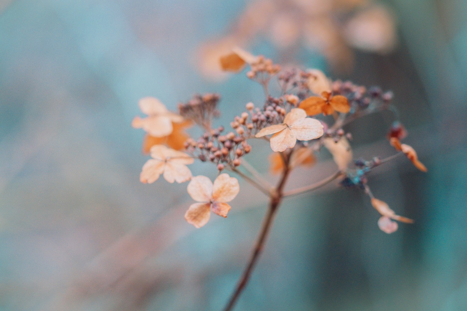 淡い色合いの花と葉が特徴的な植物のクローズアップ写真