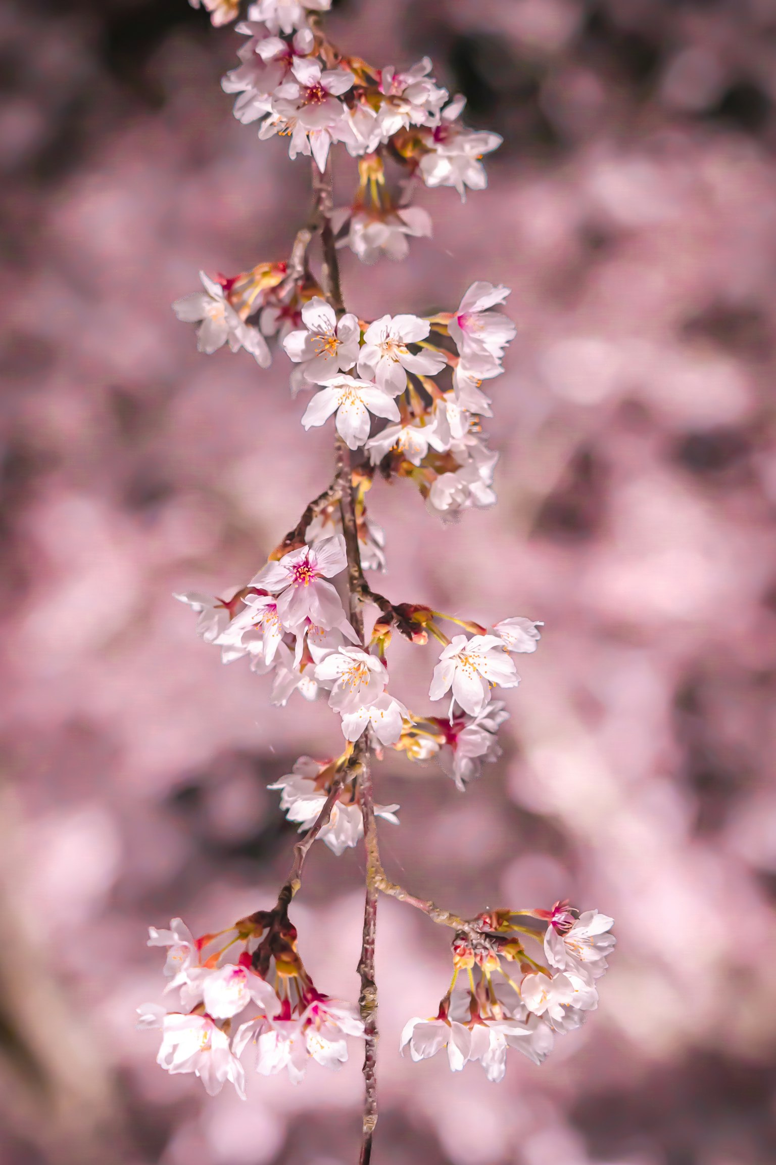 Nahaufnahme eines Kirschzweigs mit rosa Blüten und einem sanften rosa Hintergrund