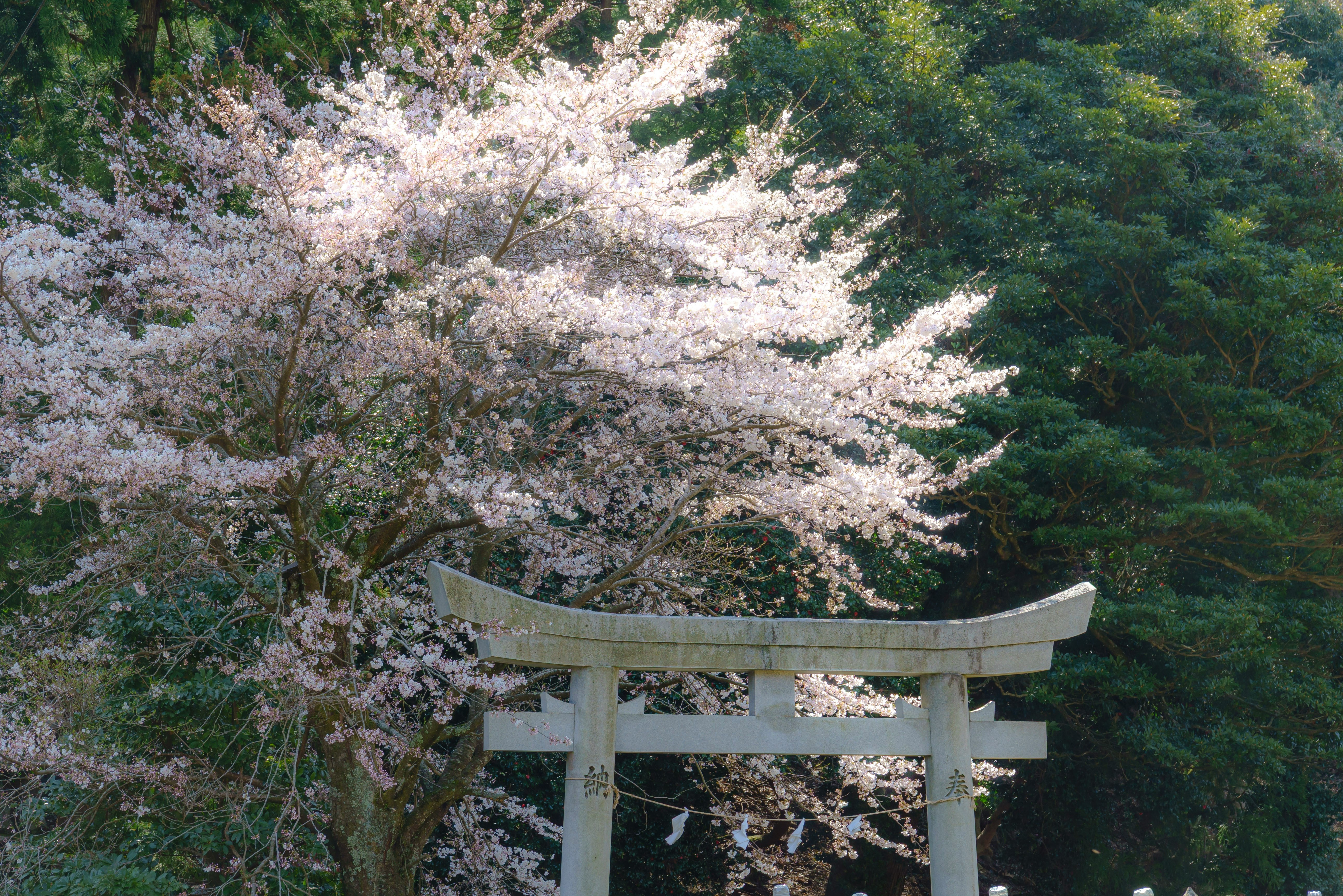 桜吹雪の中の鳥居と満開の桜の木