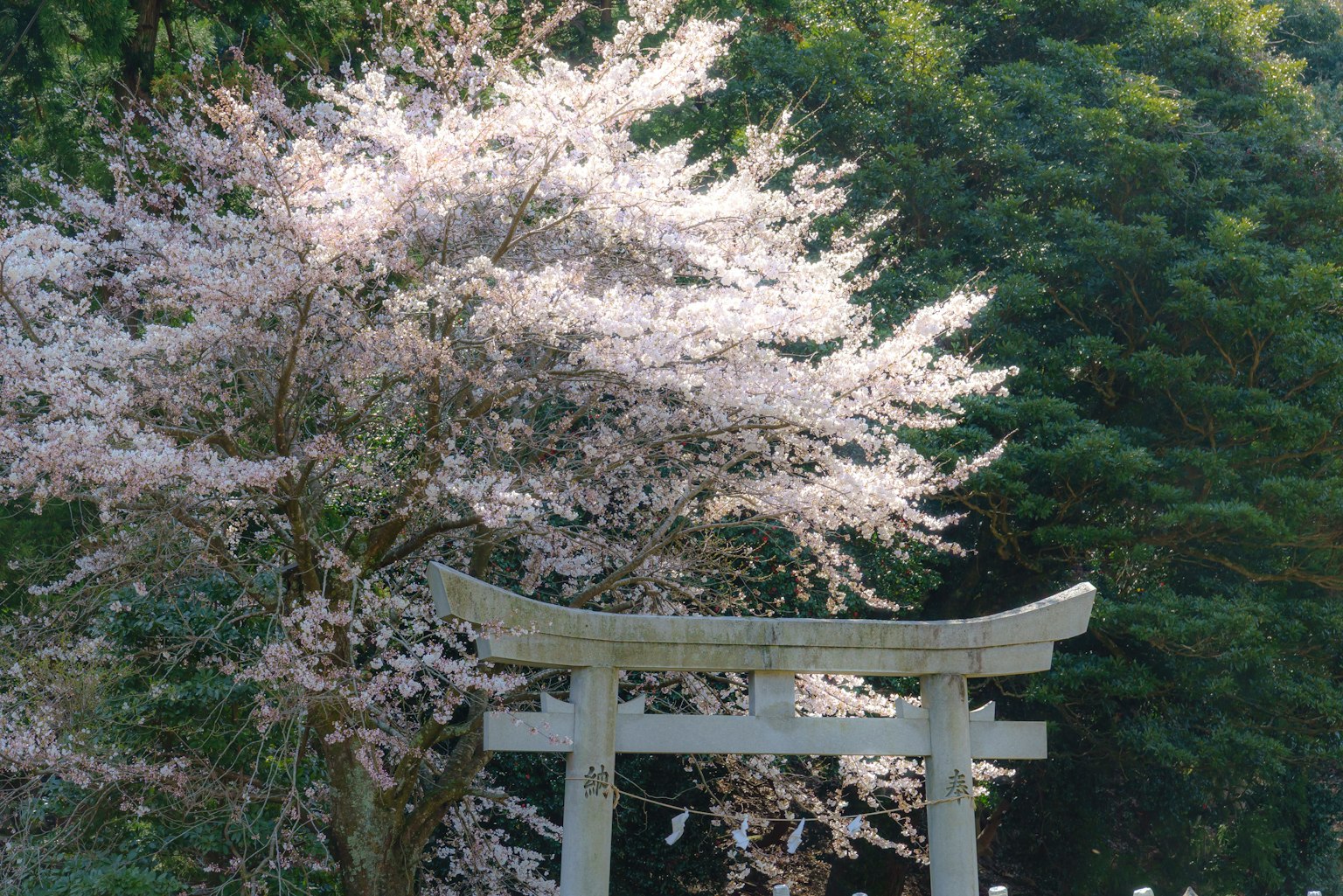 Japanische Landschaft mit Kirschbaum und Torii