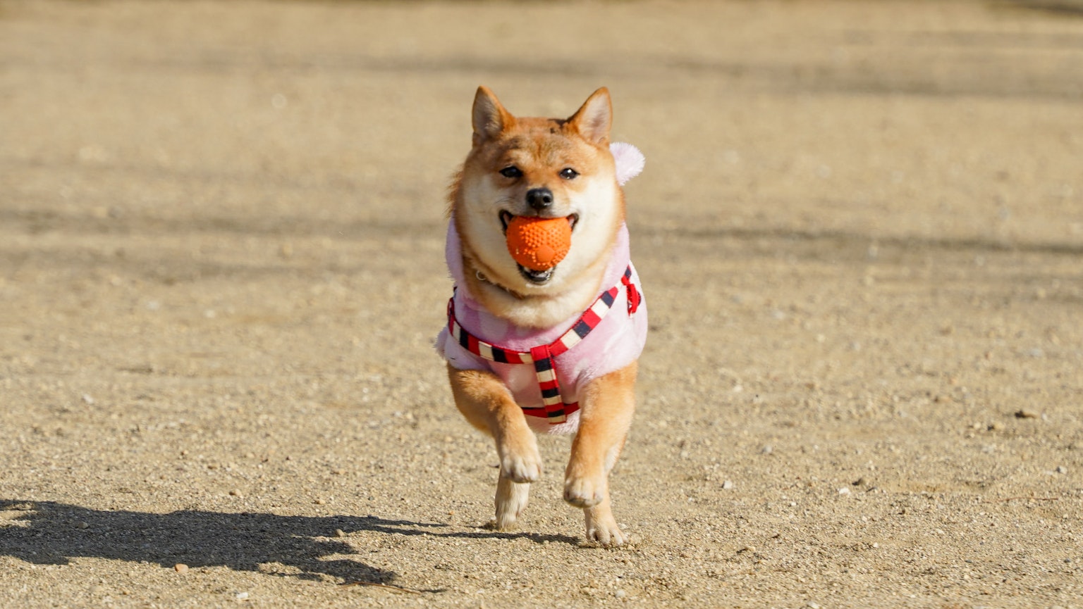 Un Shiba Inu courant avec une balle orange dans la bouche
