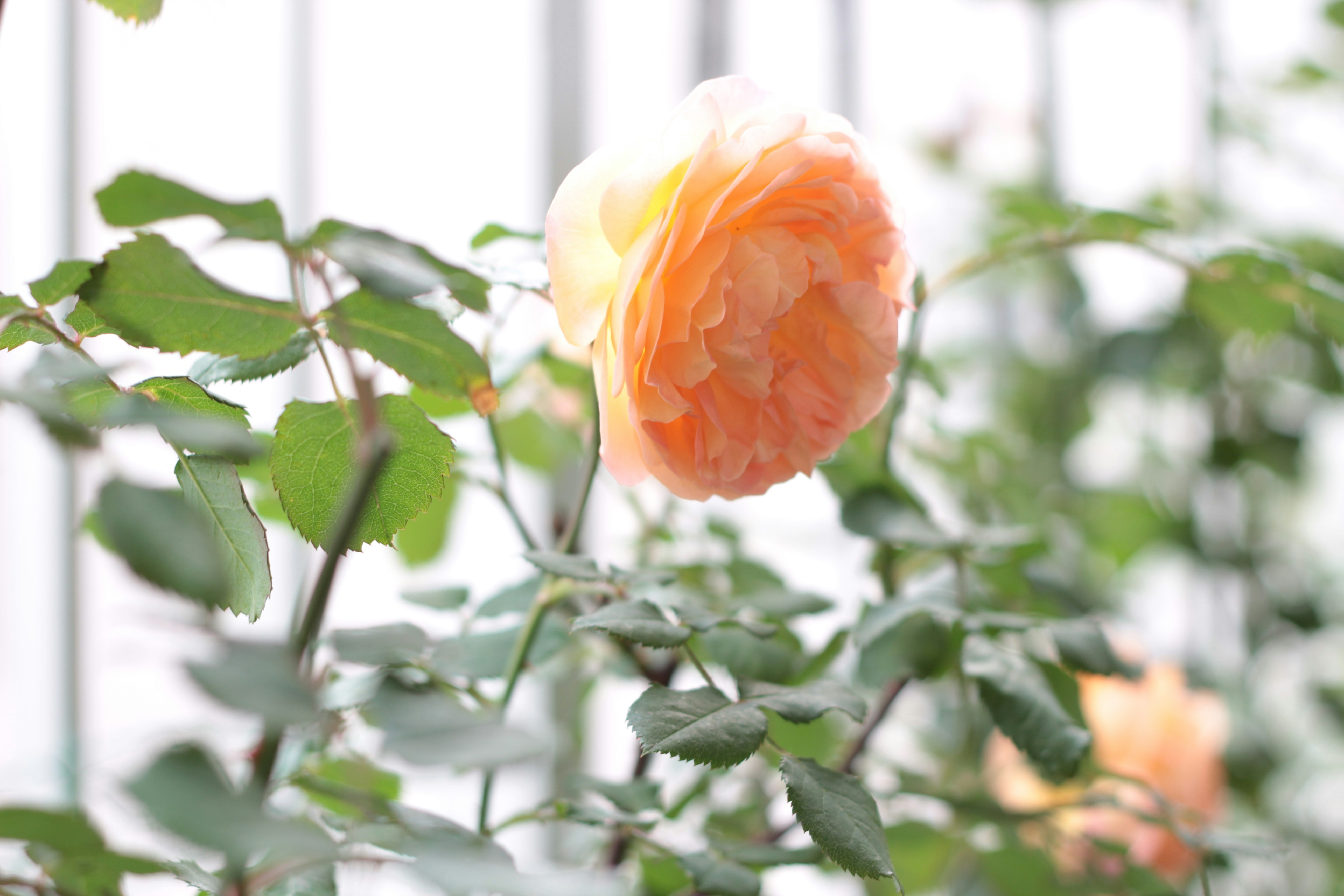 オレンジのバラと緑の葉が窓辺で咲く花