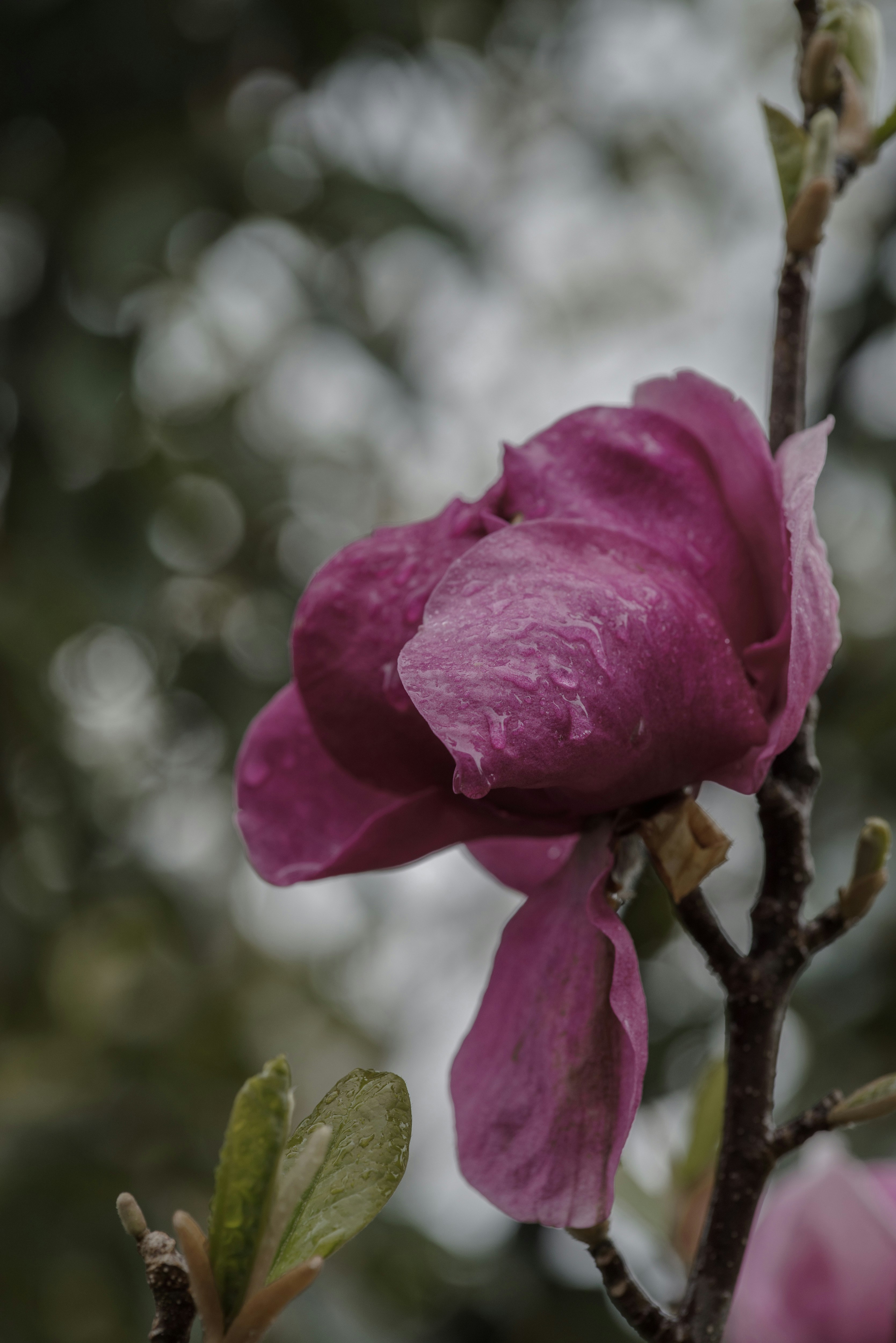 雨に濡れるモクレンの花のクローズアップ