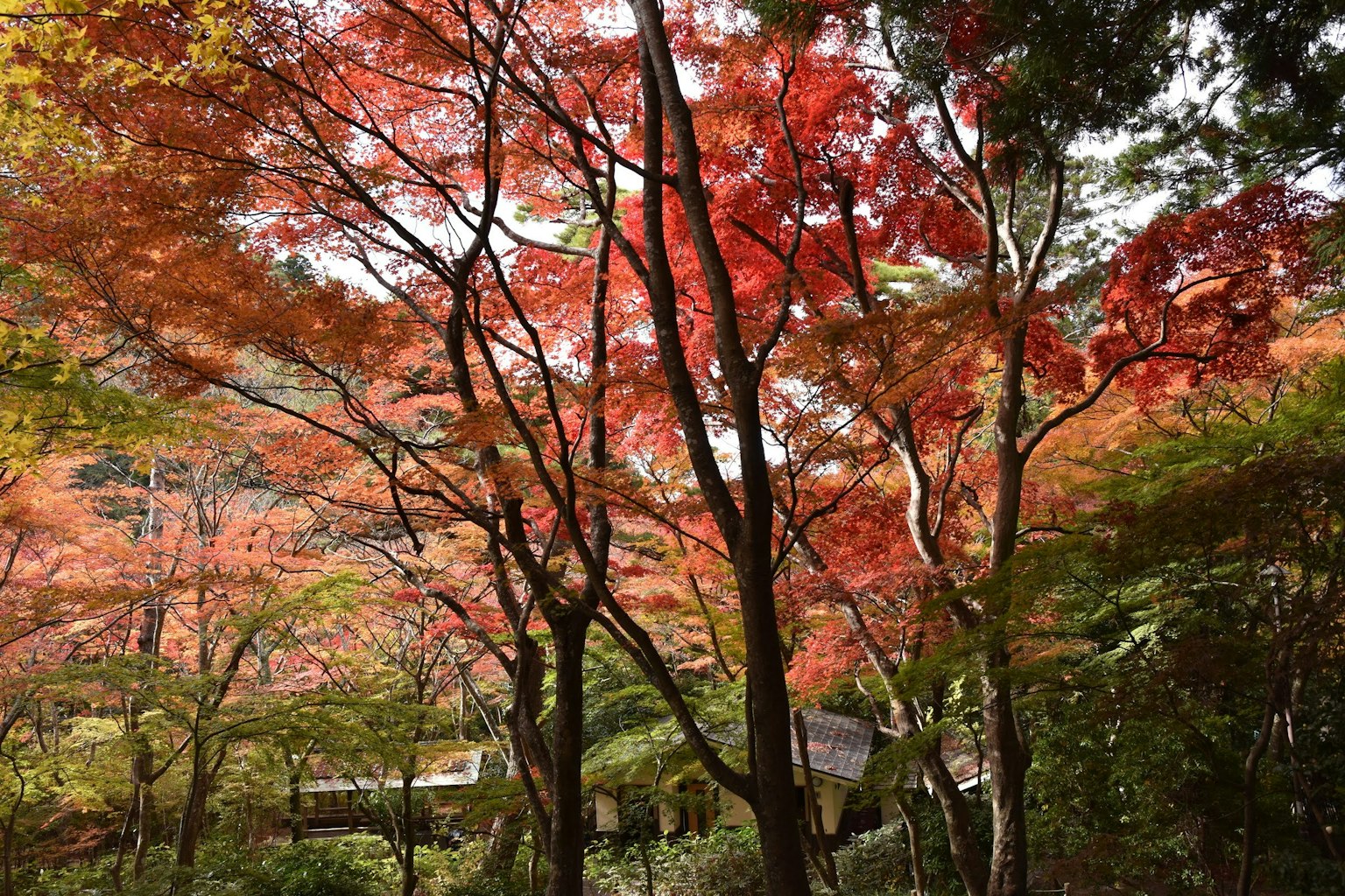 風景中有生動的紅楓樹和郁郁蔥蔥的綠色樹葉