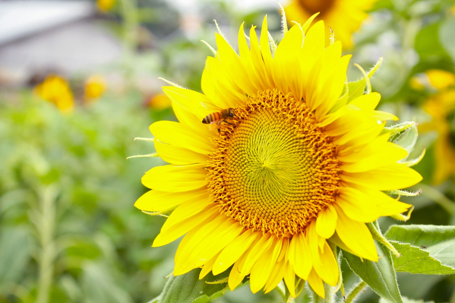 Vibrant sunflower in bloom with a bee