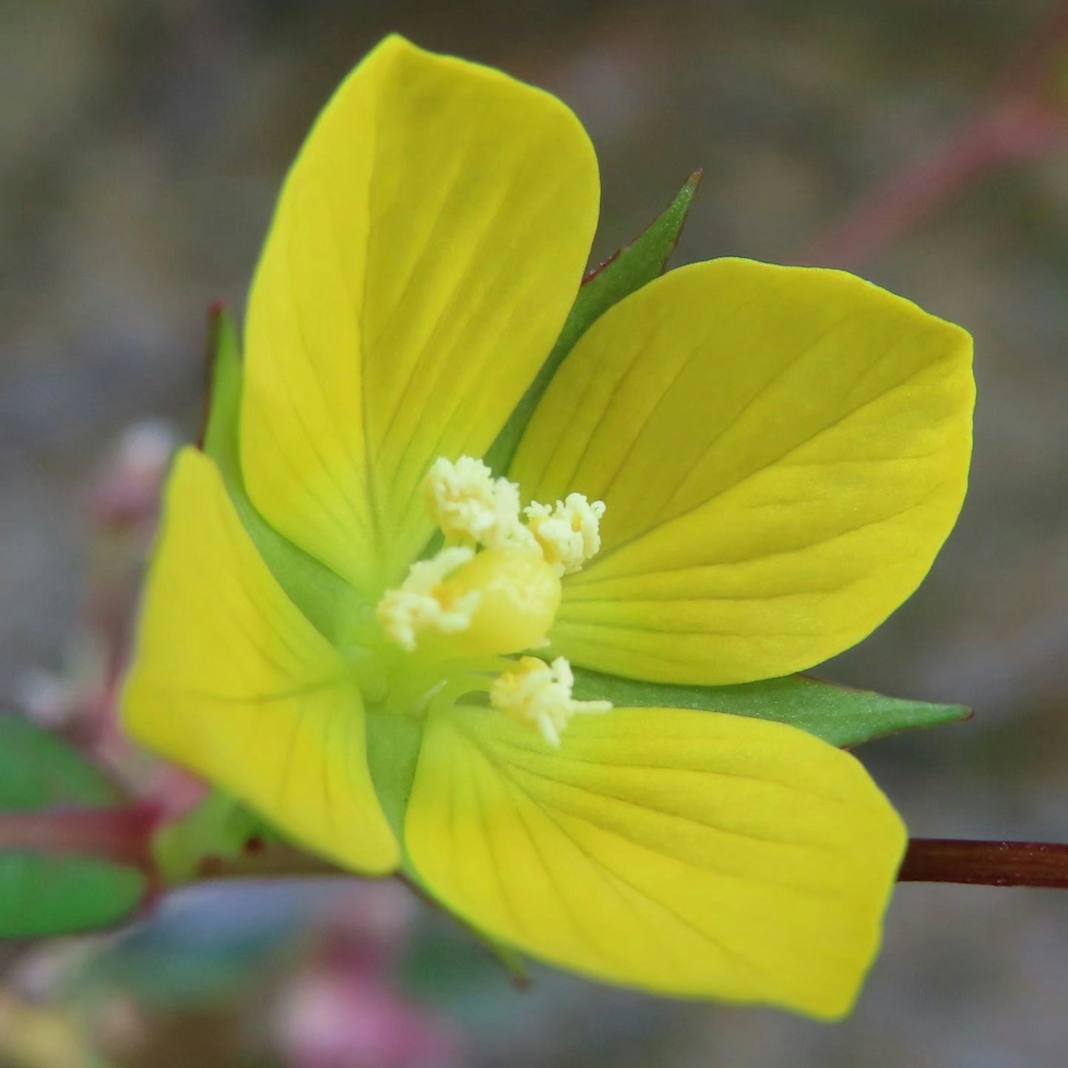 Flor amarilla brillante con estambres blancos prominentes