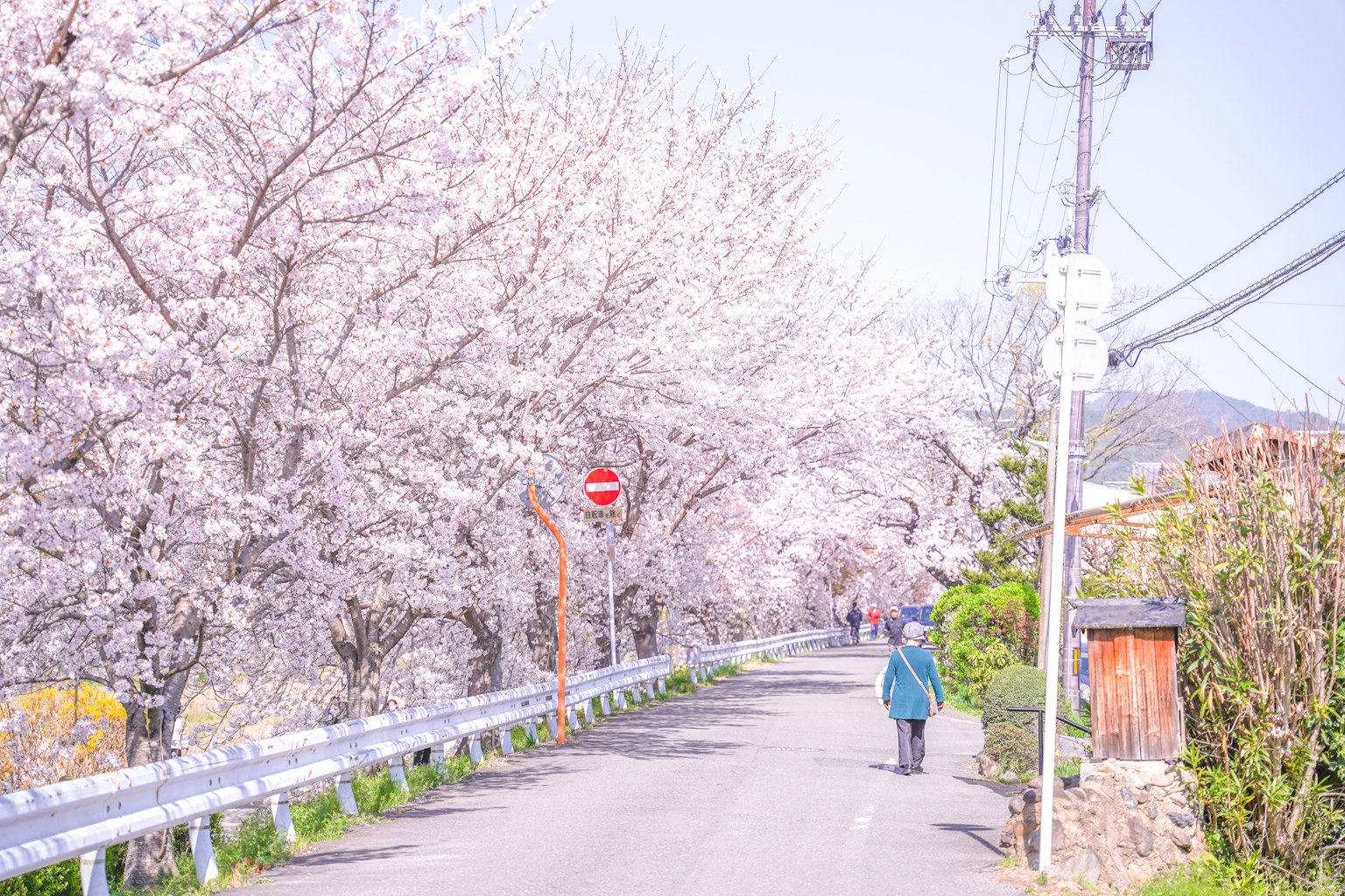 벚꽃 나무가 늘어선 도로를 걷는 사람