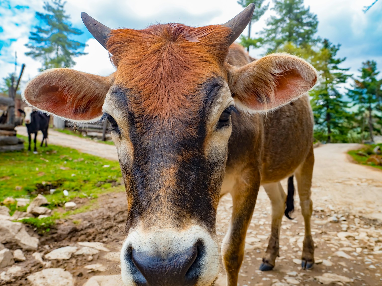Acercamiento de una vaca marrón pastando en una granja