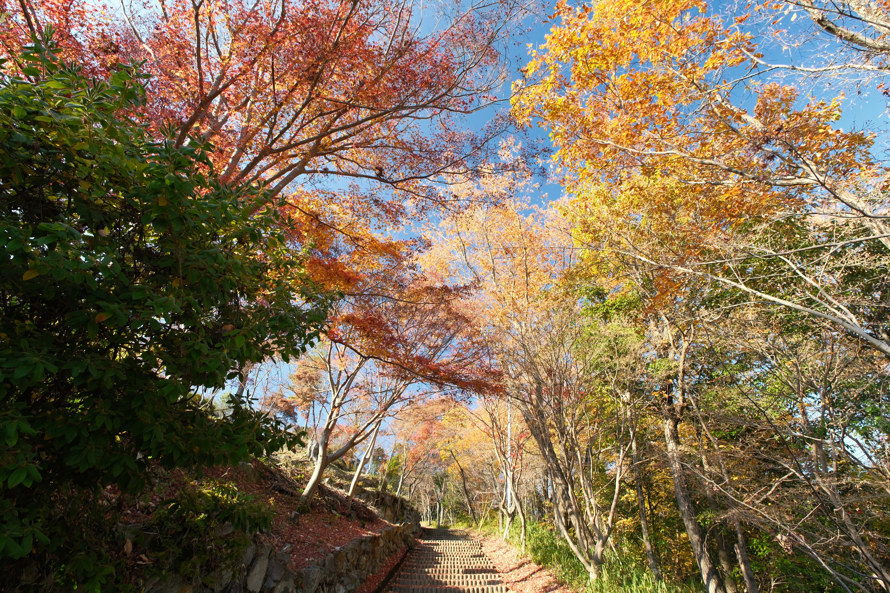紅葉が続く延命公園の並木道