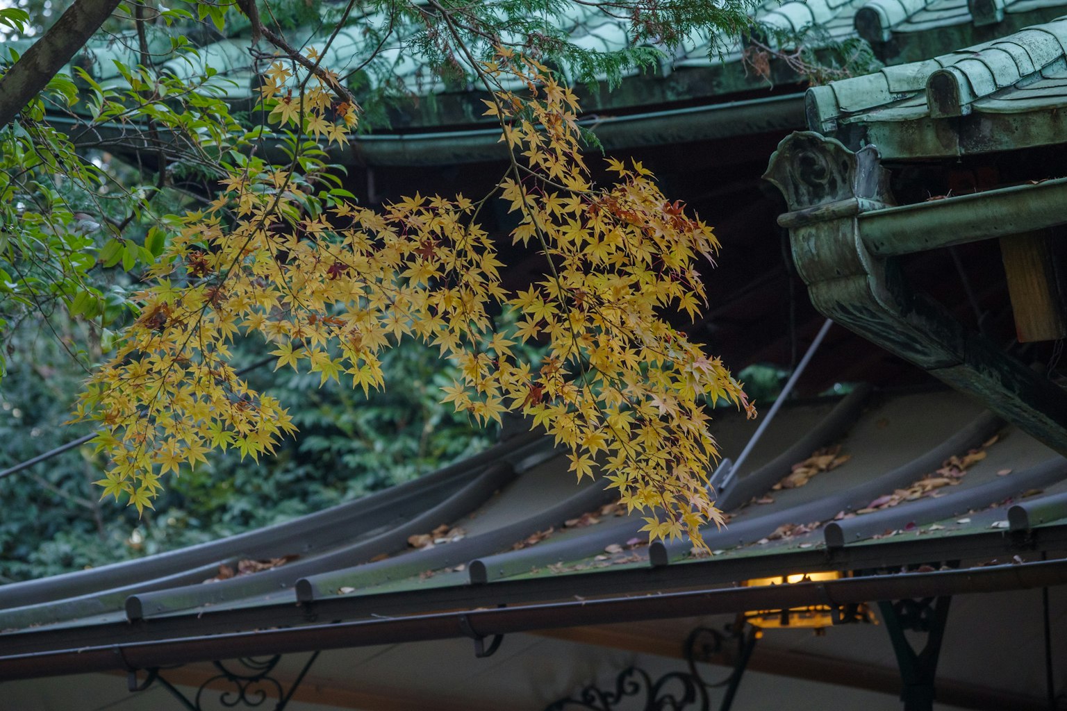 Branche de feuilles jaunes au-dessus d'un toit vert avec des détails complexes