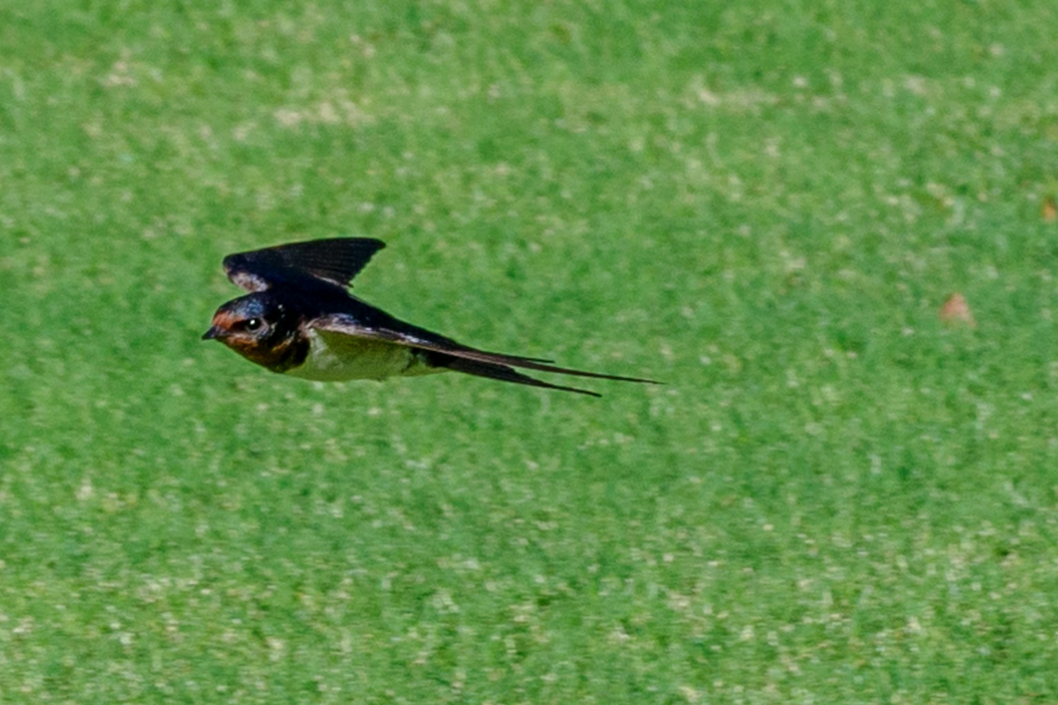 Un hirondelle en vol au-dessus d'herbe verte
