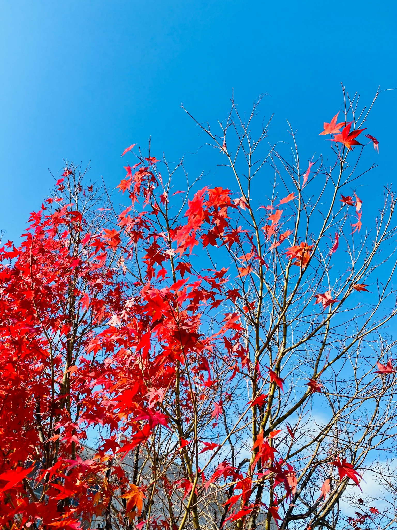 清澈藍天下樹上的鮮豔紅葉
