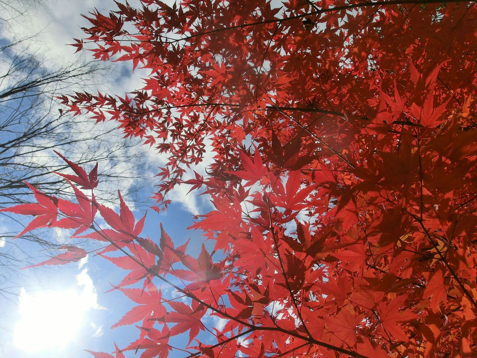 Lebendige rote Ahornblätter vor einem hellblauen Himmel