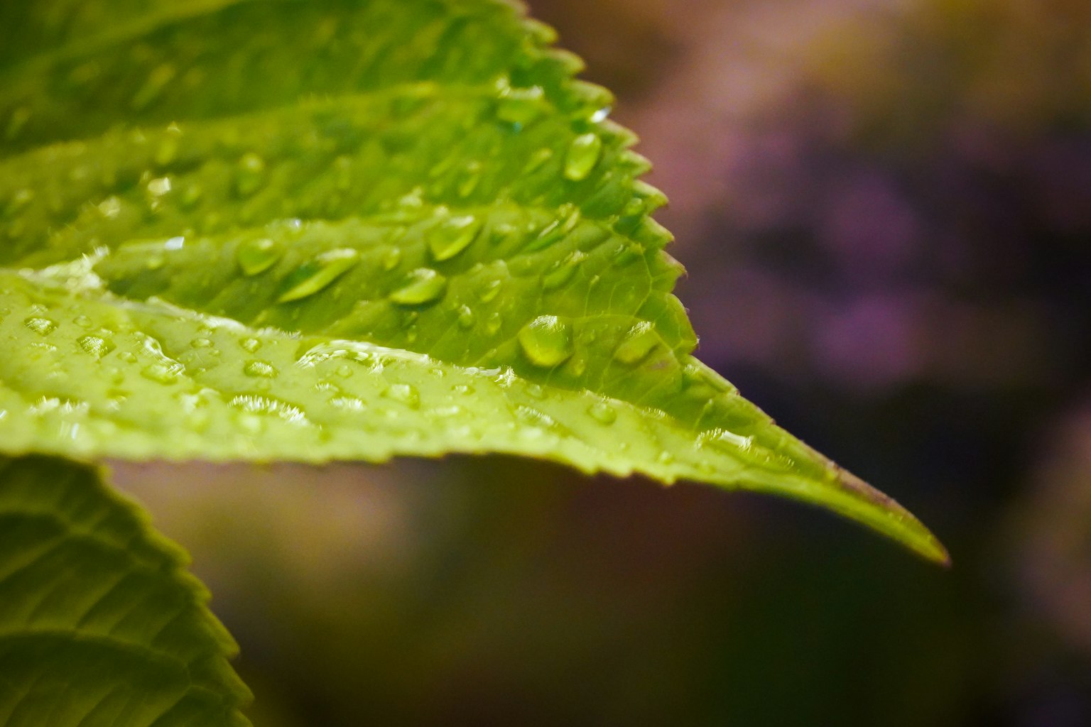 Close-up of a green leaf with water droplets
