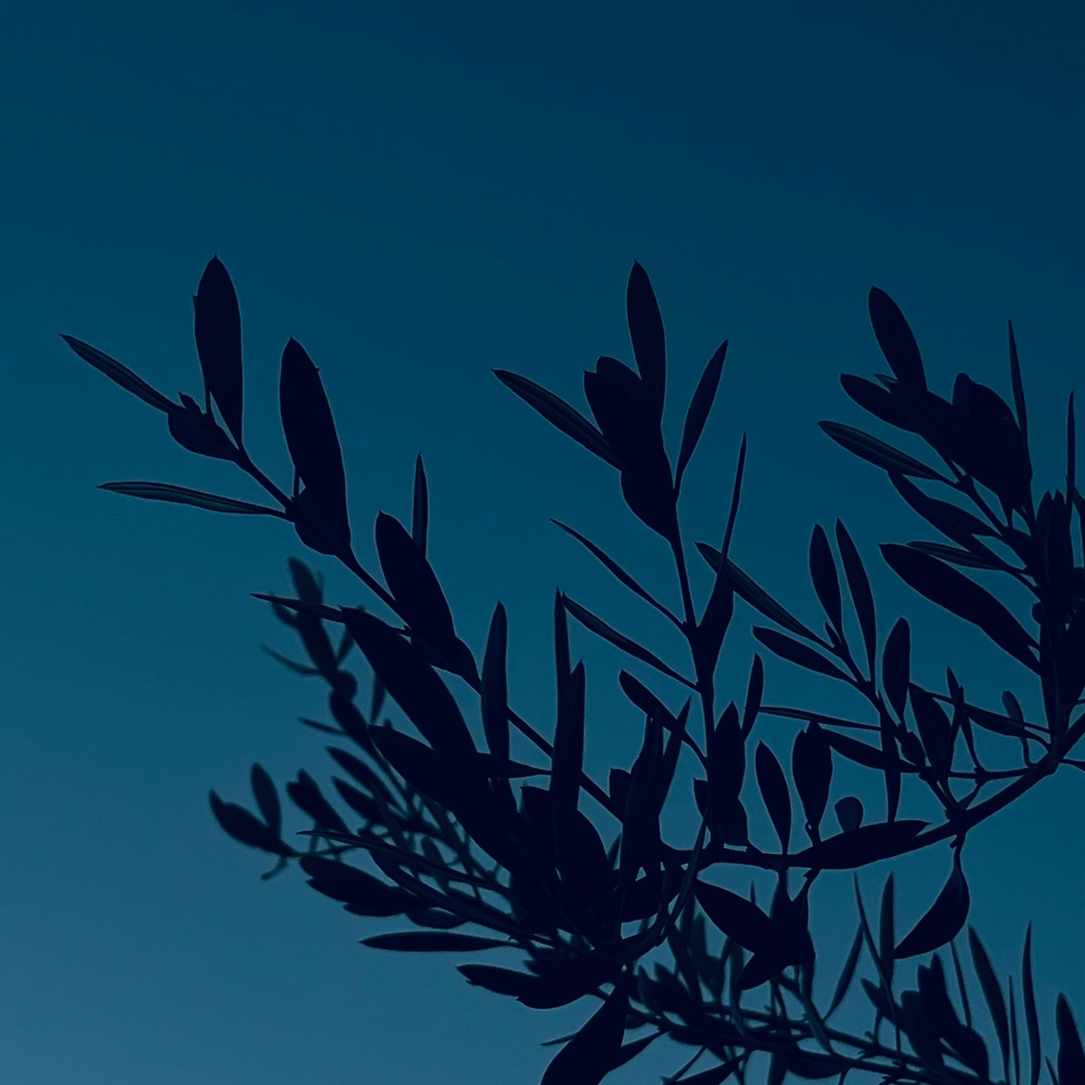 Silhouette de feuilles d'olivier contre un ciel bleu