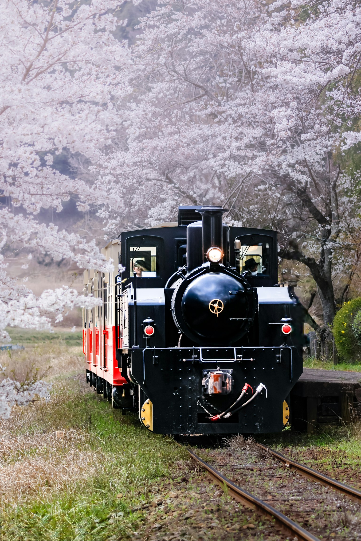 桜の木に囲まれた黒い蒸気機関車と赤い客車
