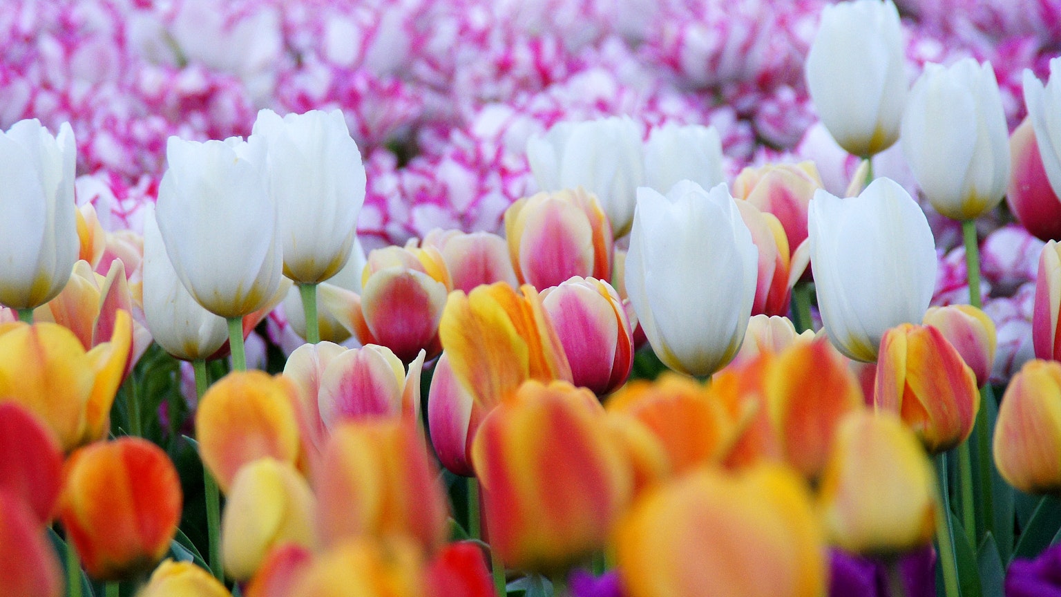 Colorful tulips in various shades with white tulips blooming in a flower field
