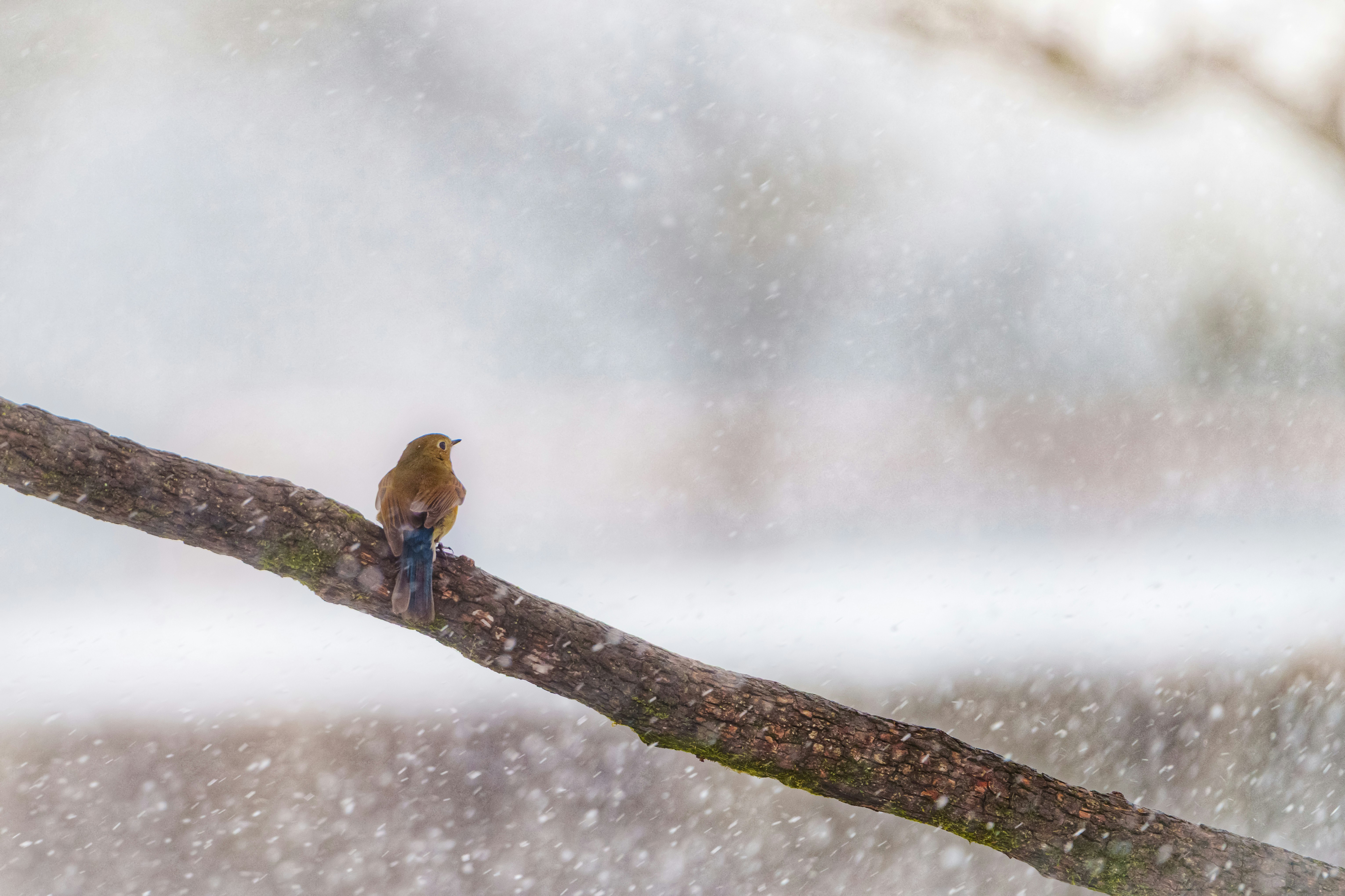 Ruribitaki posado sobre una rama nevada