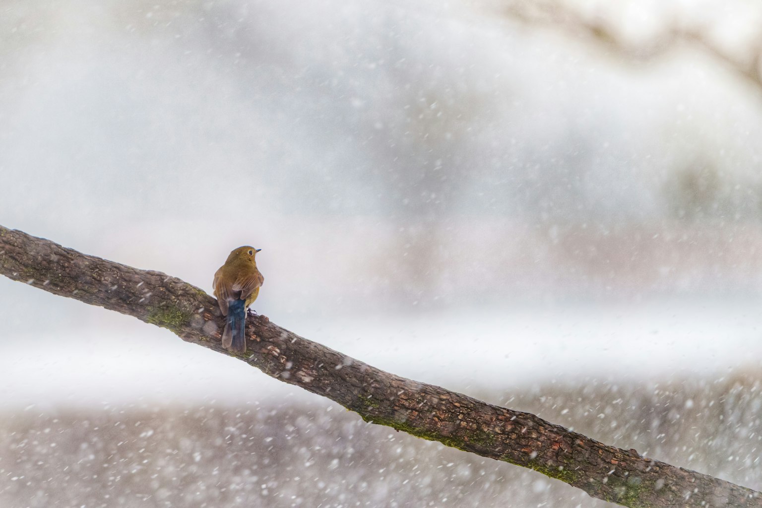 雪中栖息在树枝上的小鸟轮廓