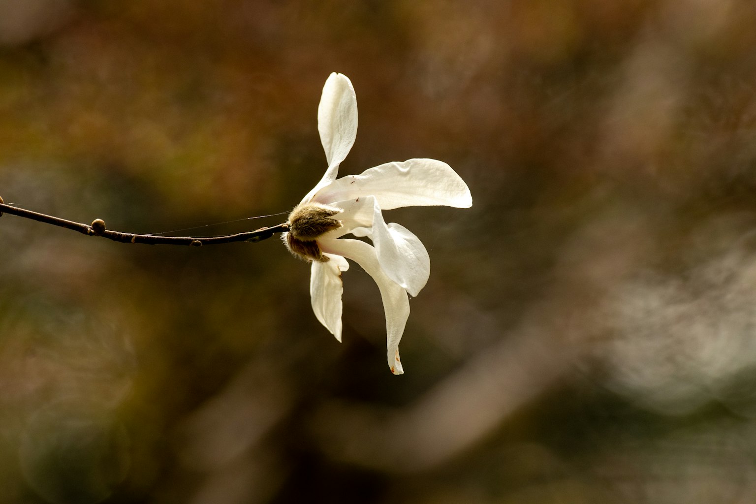 Ein schönes Bild einer weißen Blume, die an einem Zweig blüht