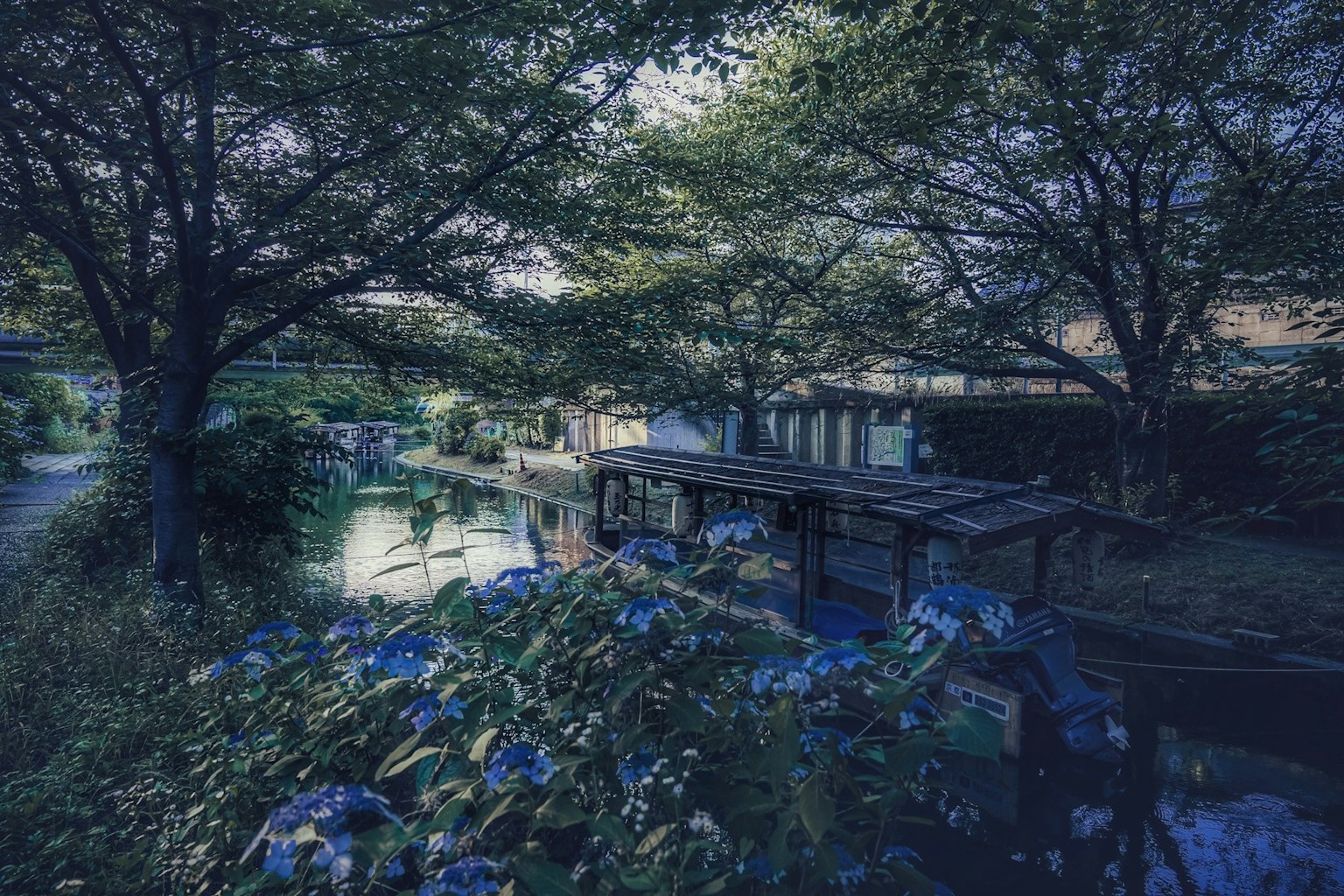 Scena tranquilla a bordo di un lago circondata da fiori blu e alberi con un molo per barche