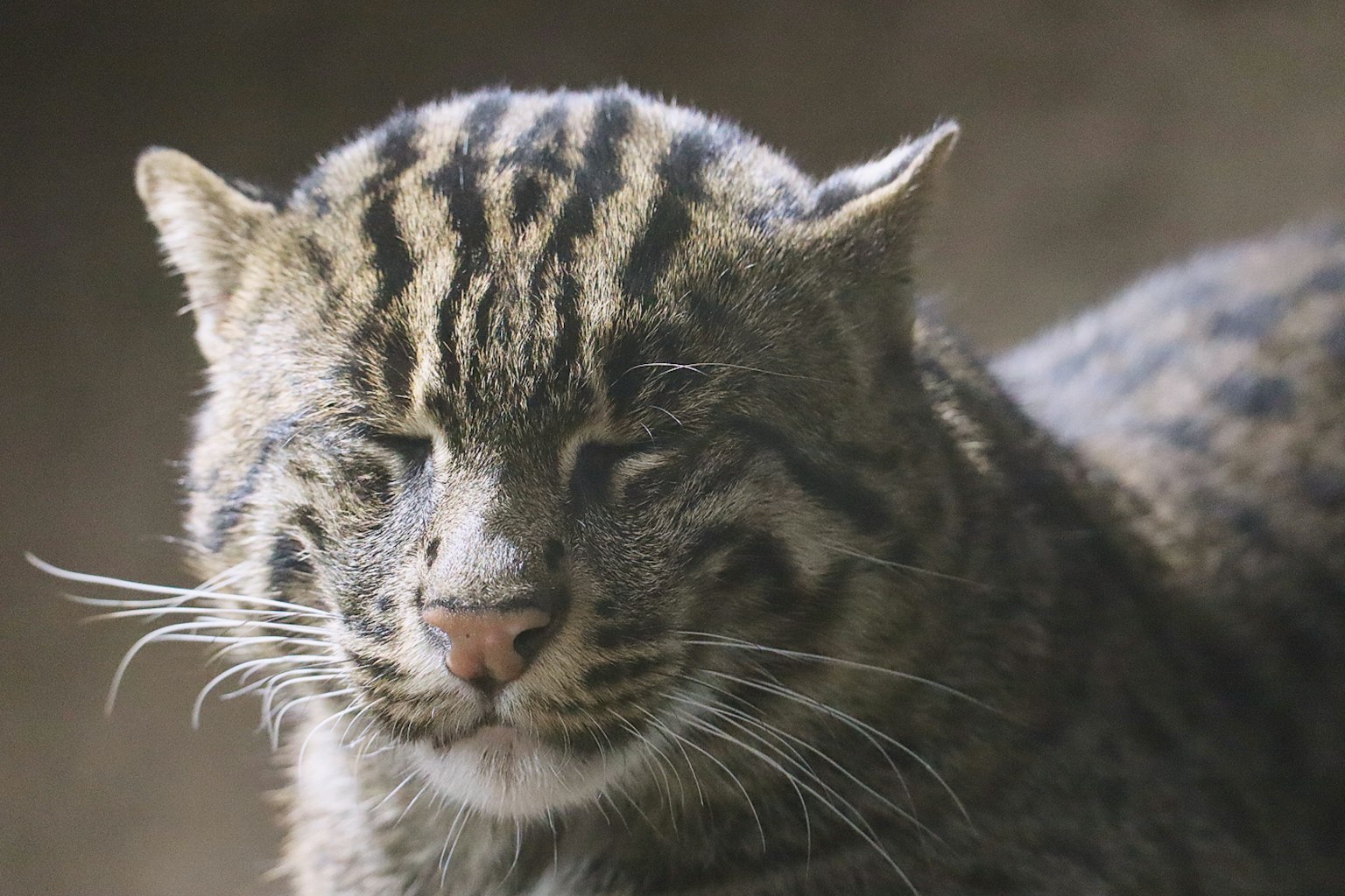 Ein kleines Tier mit tigerähnlichen Streifen schaut in die Kamera