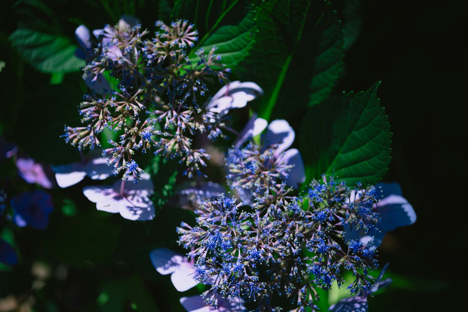 Close-up of purple flowers with green leaves