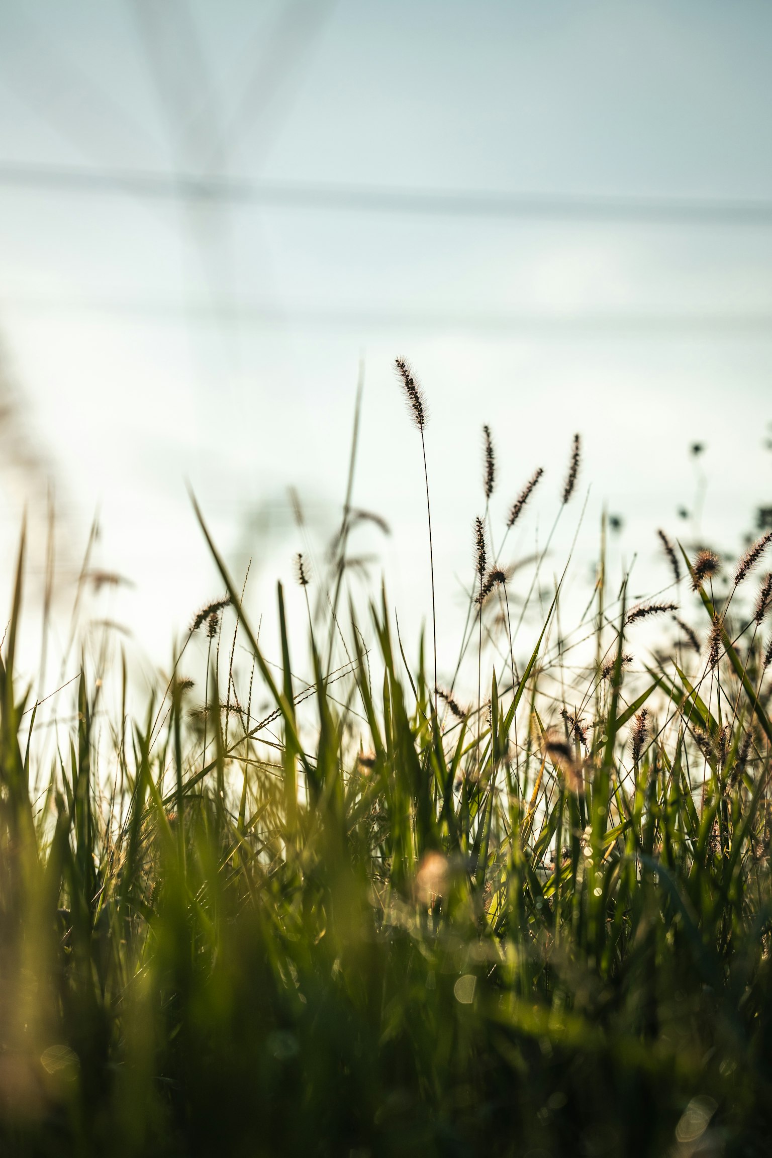 Green grass and spikes swaying under a blue sky
