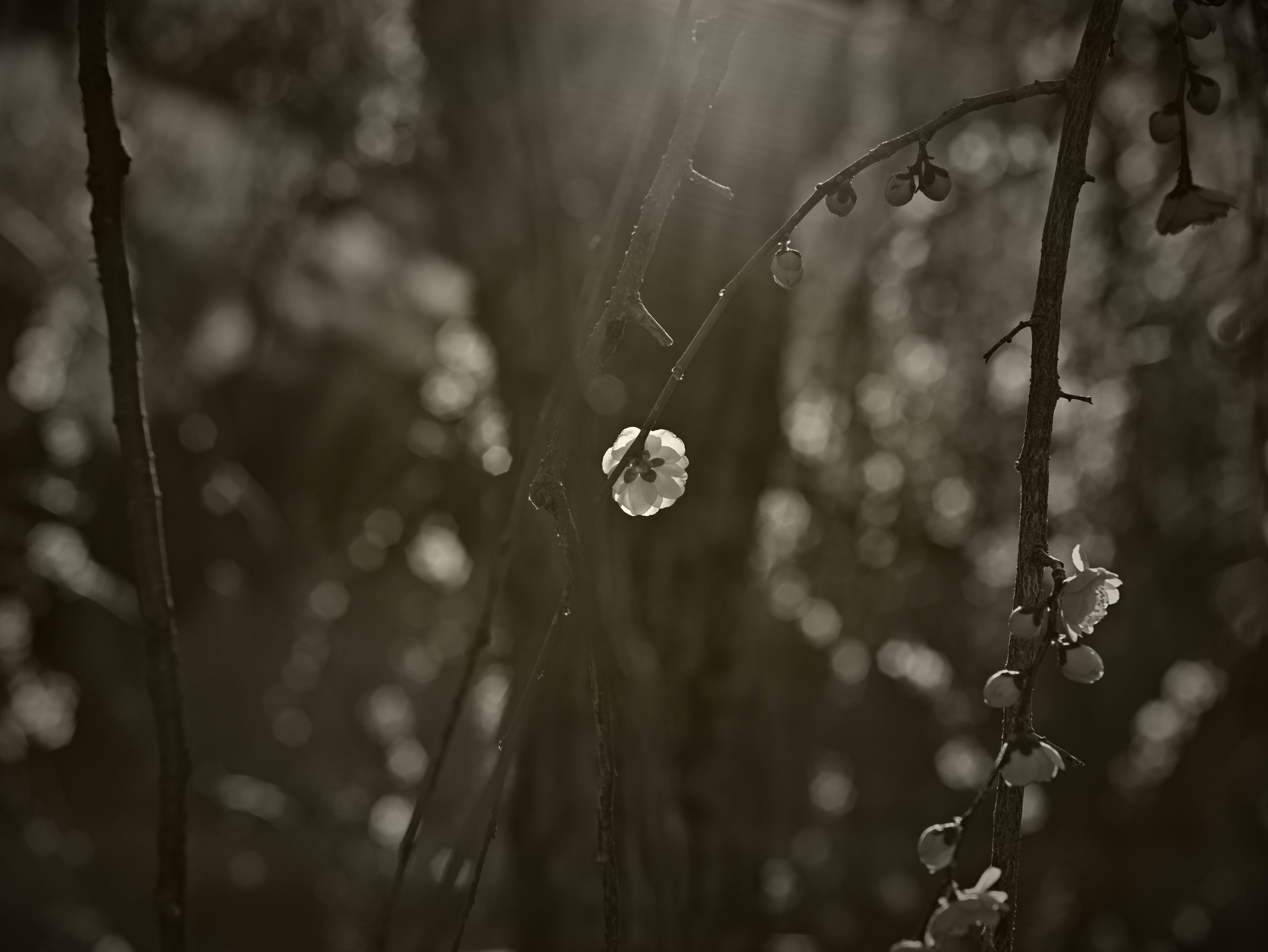 木の枝に揺れる小さな花と光の粒