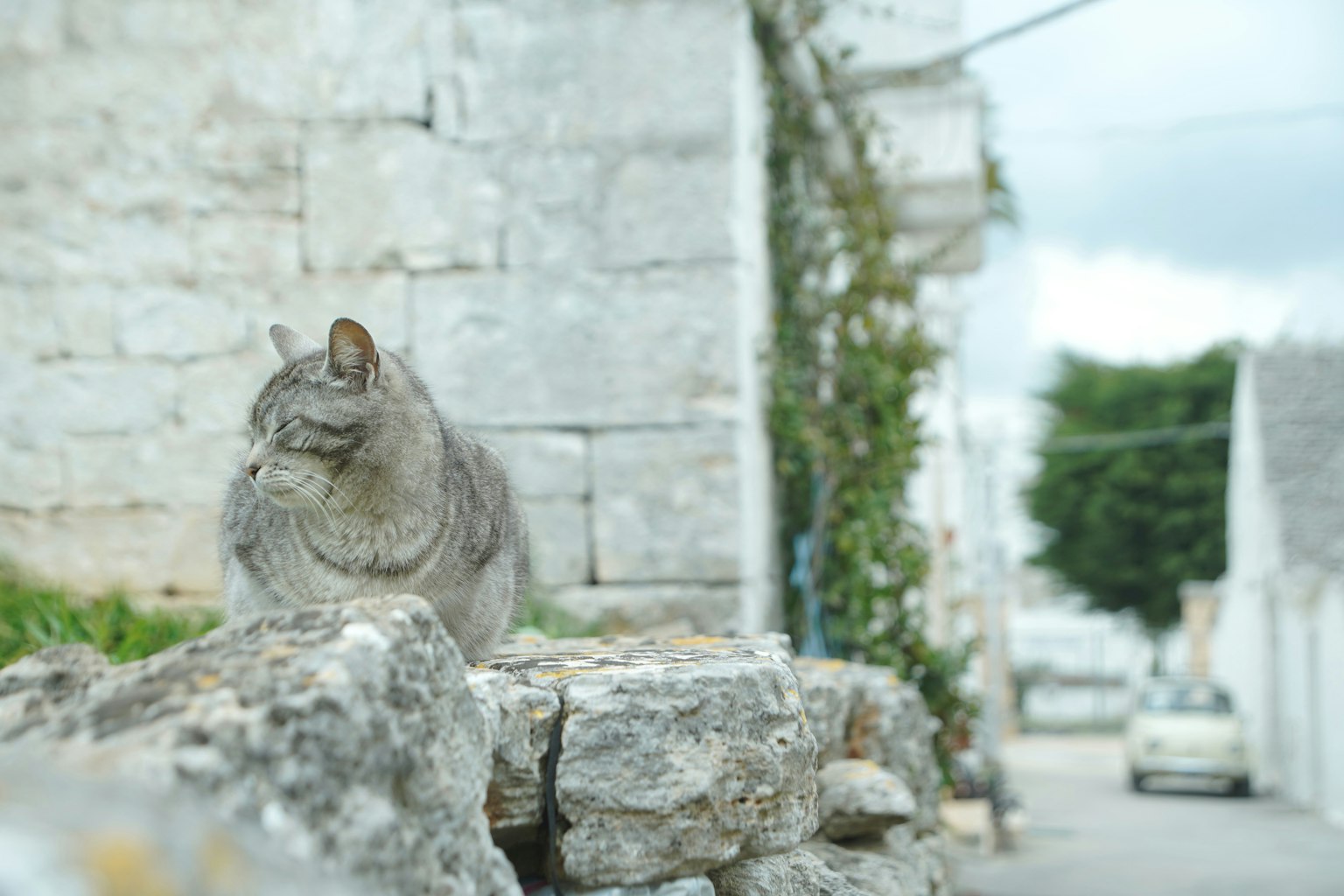 Graue Katze sitzt auf einer Steinmauer in einer malerischen Straße