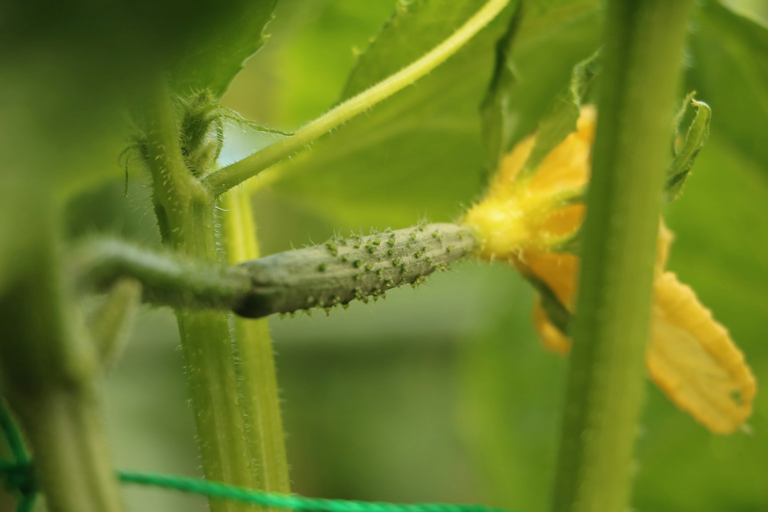 Pianta con fiore giallo e foglie verdi in un giardino