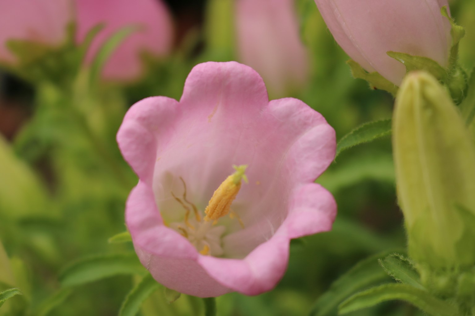 Gros plan d'une belle fleur aux pétales roses