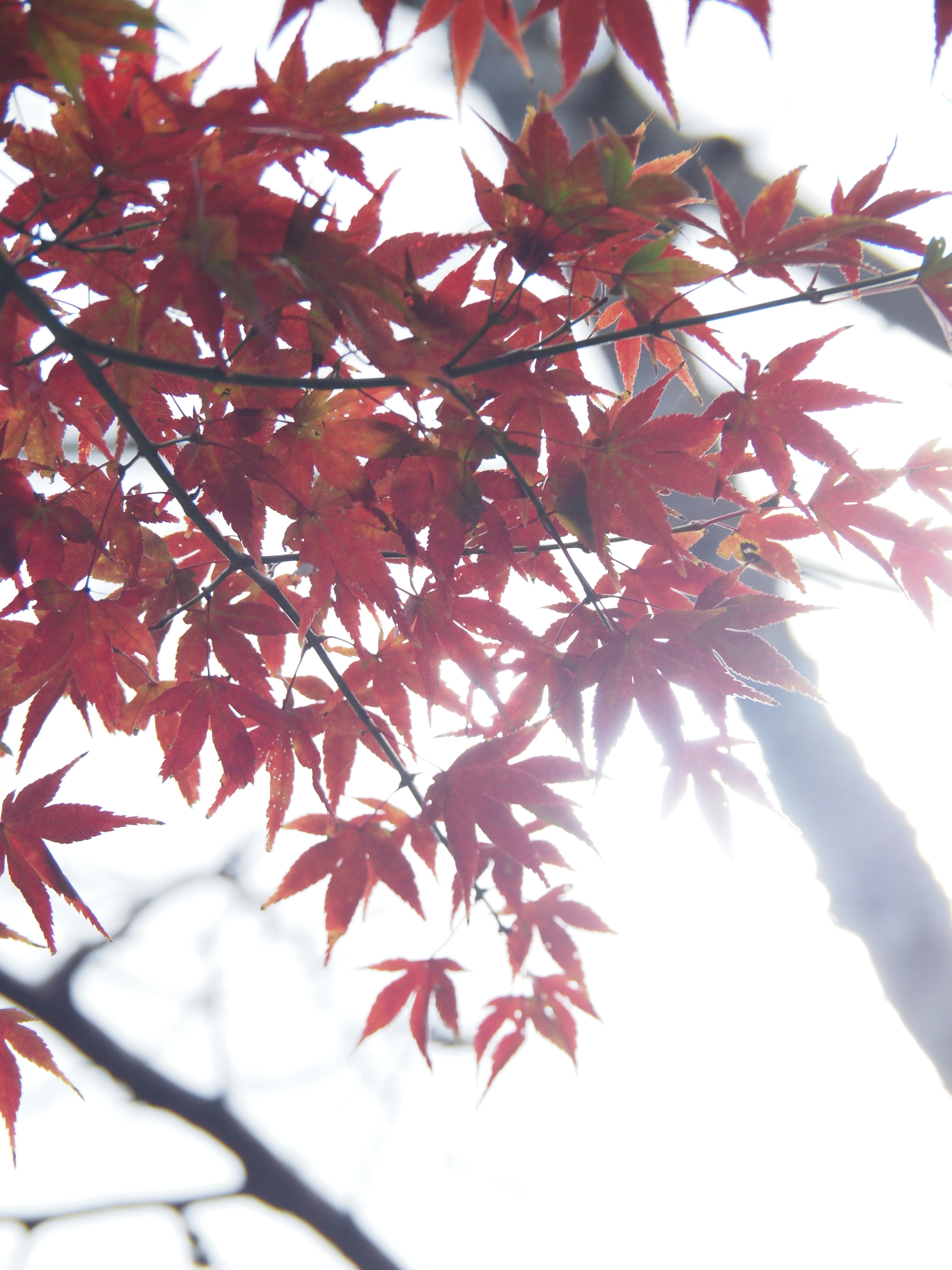 色づく紅葉の枝先と青空の光
