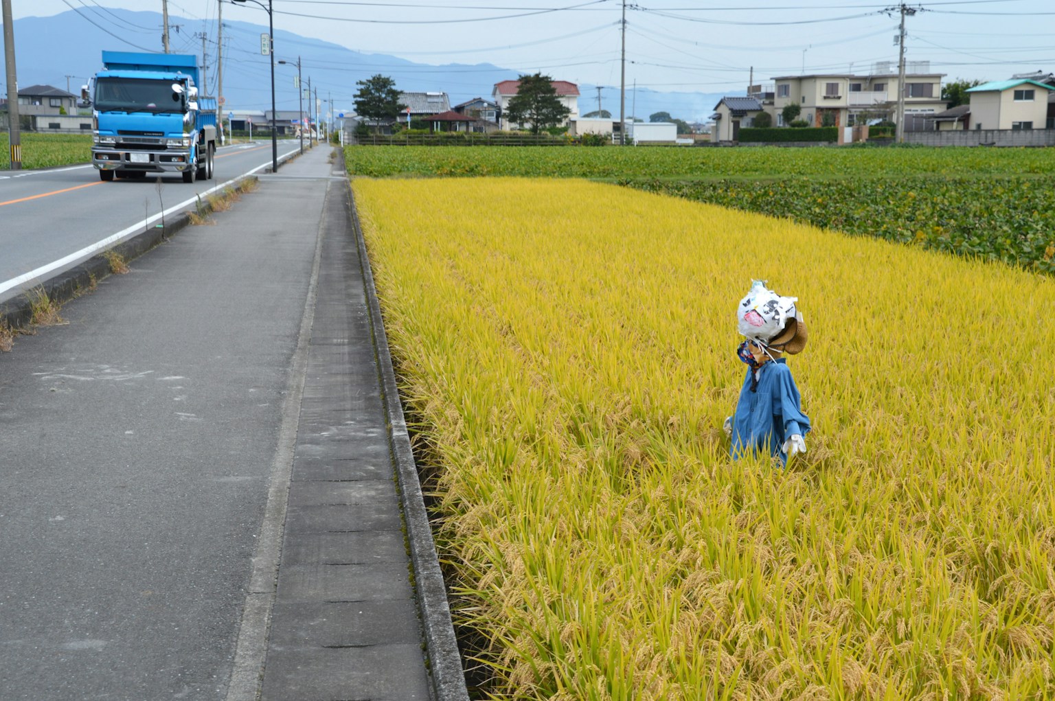 穿著藍色衣服的人在黃色稻田裡工作