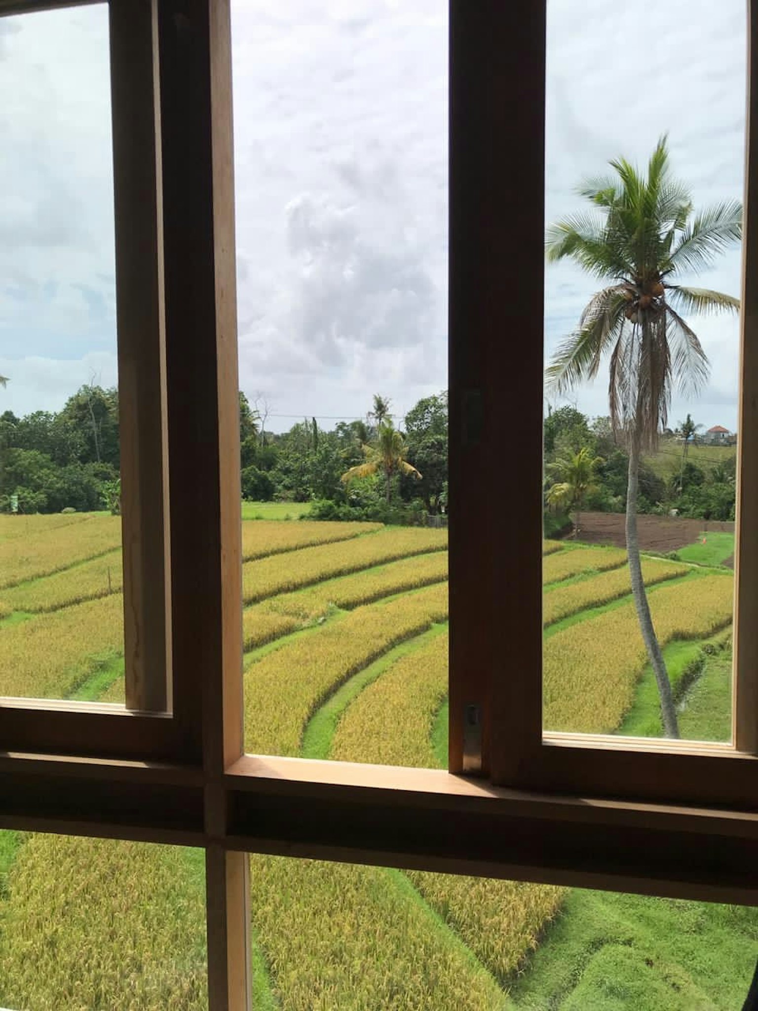 Vista de campos de arroz exuberantes y palmeras desde una ventana