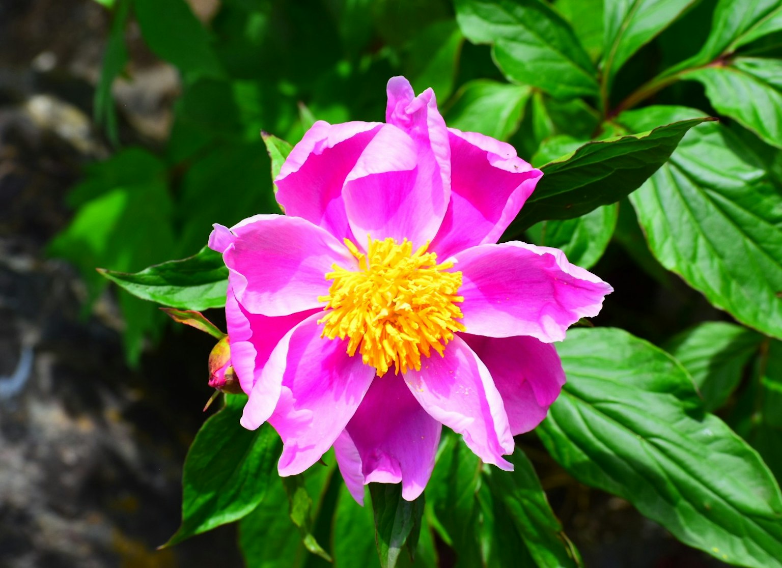 Fiore rosa vibrante con un centro giallo circondato da foglie verdi
