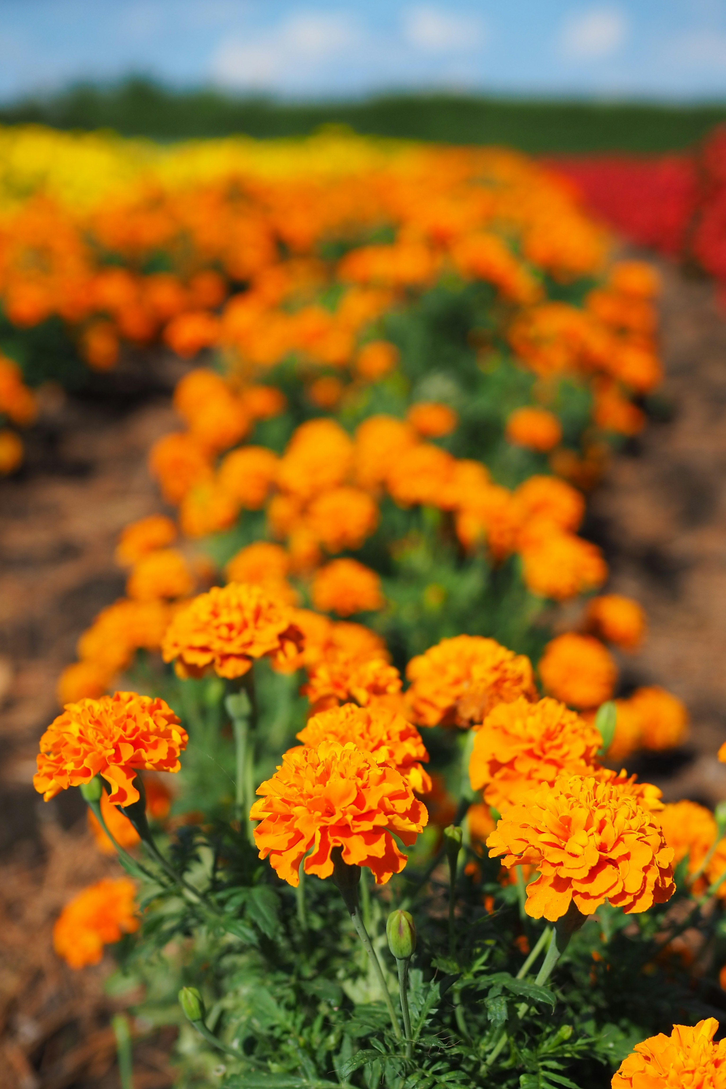 Vibrantes caléndulas naranjas floreciendo en un campo de flores